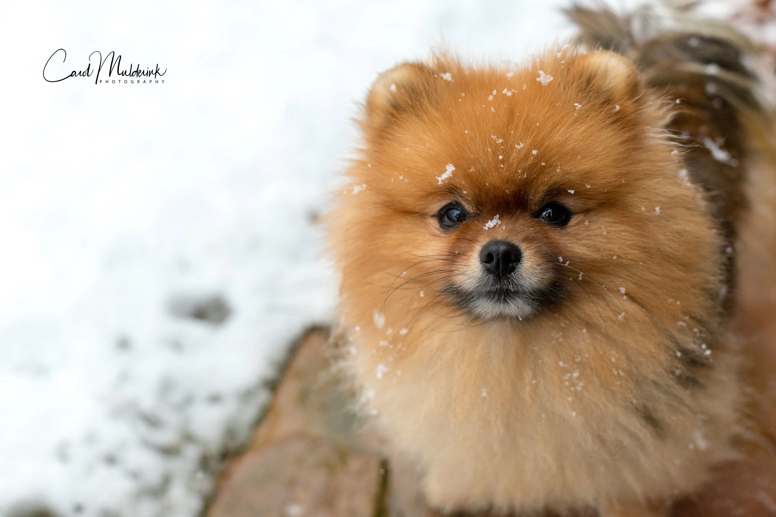 Charlie Rose in snow.jpg