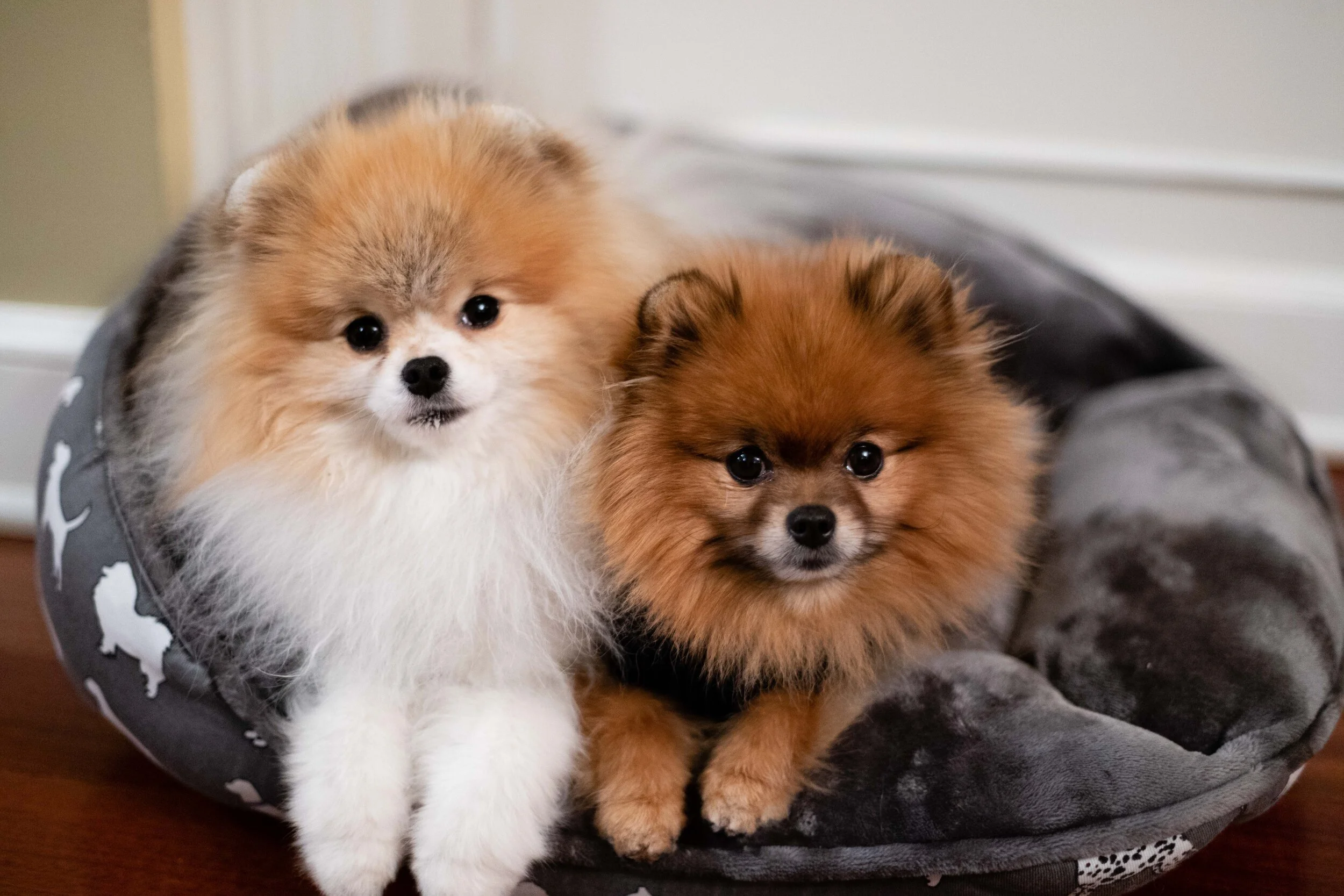 Charlie Rose and Oliver.jpg