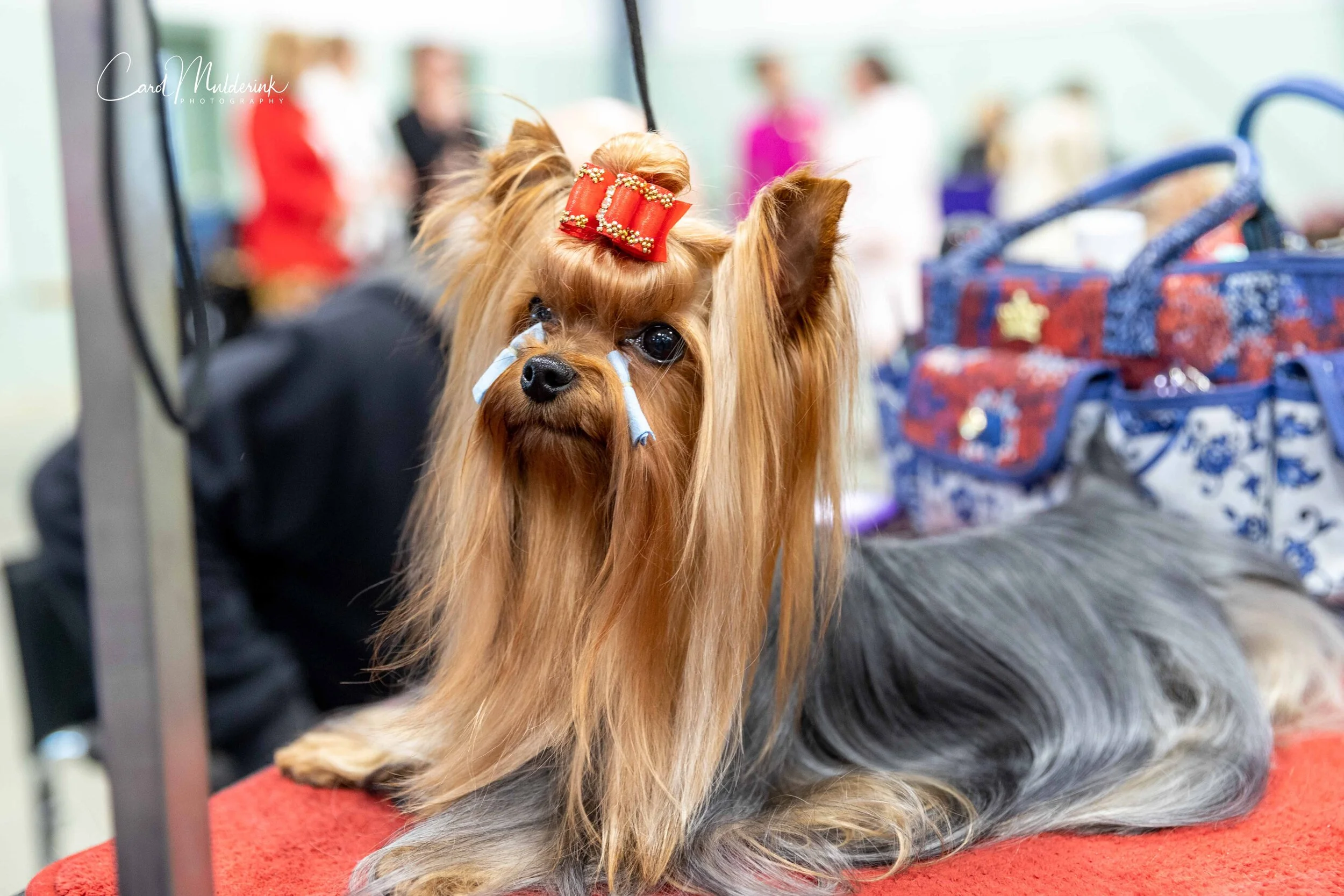 Yorkie Stryker3.jpg