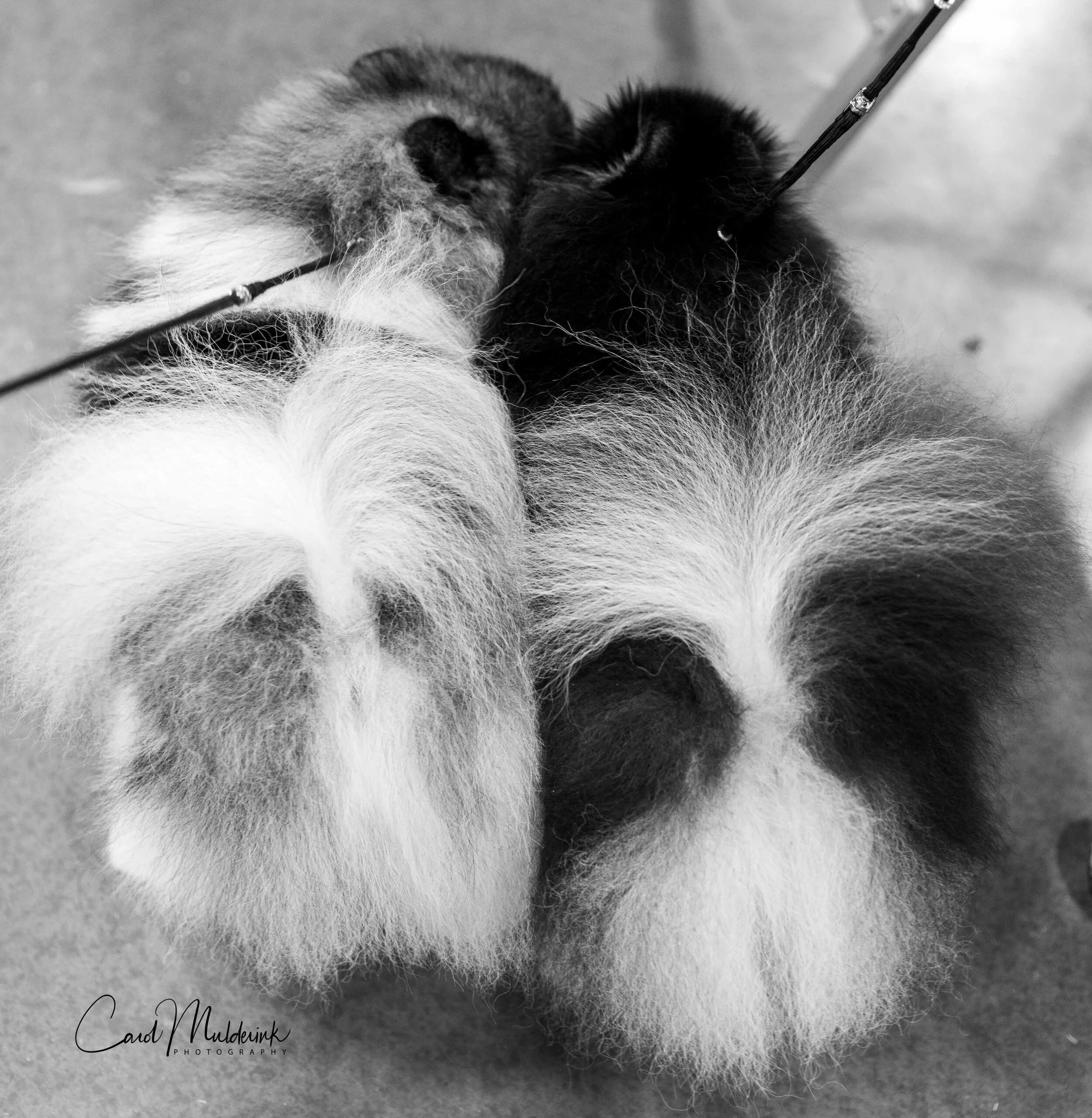 Sneaky Pete and Mia - Michelle Gladstone