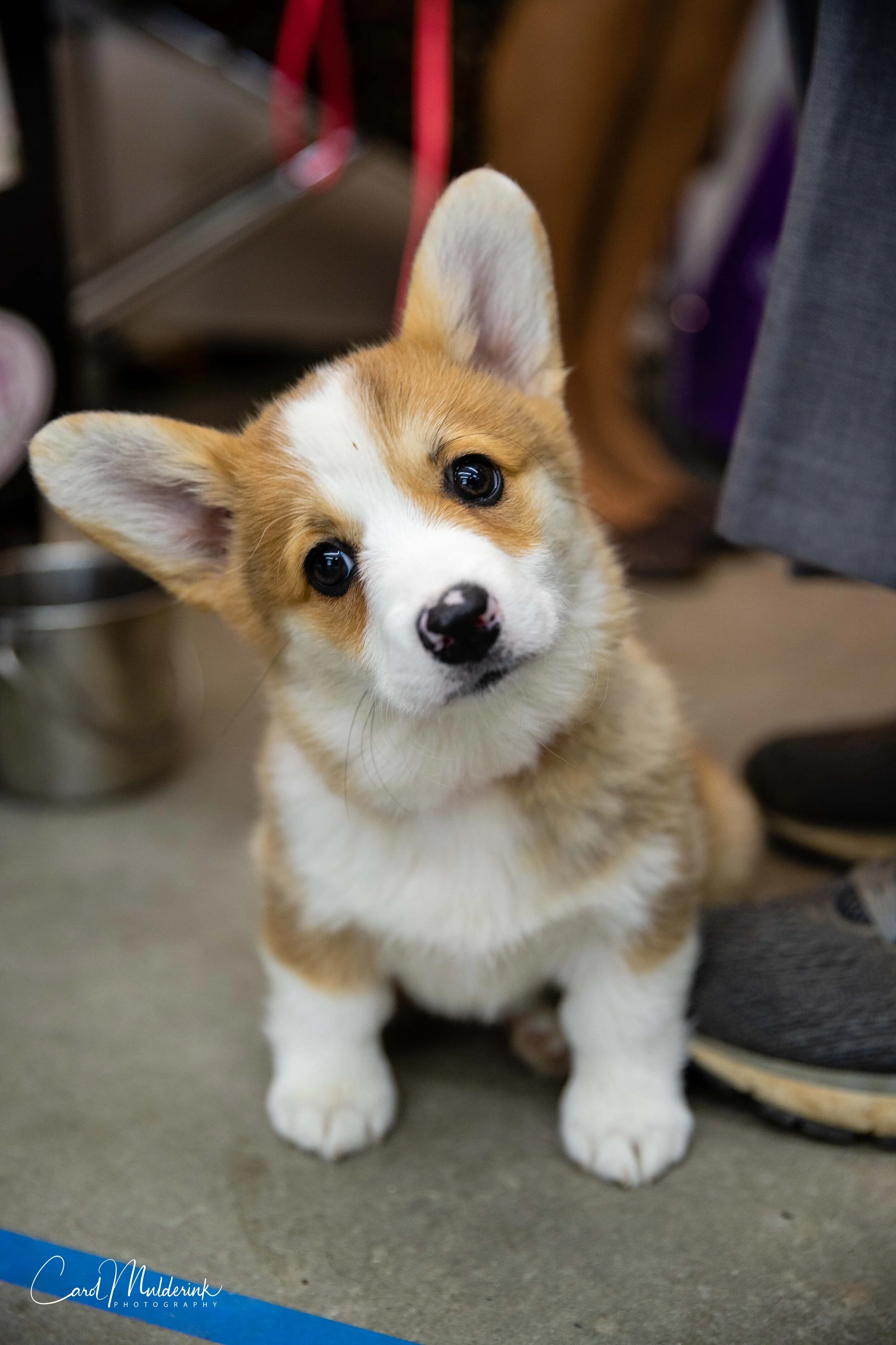 Corgi puppy1.jpg
