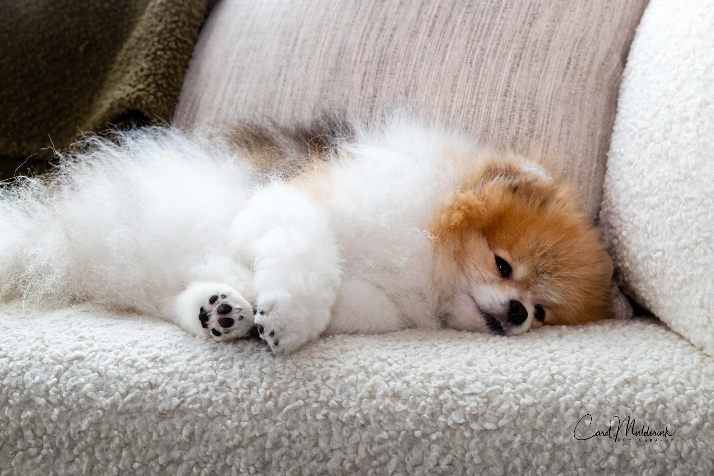 Oliver sleeping on couch.jpg