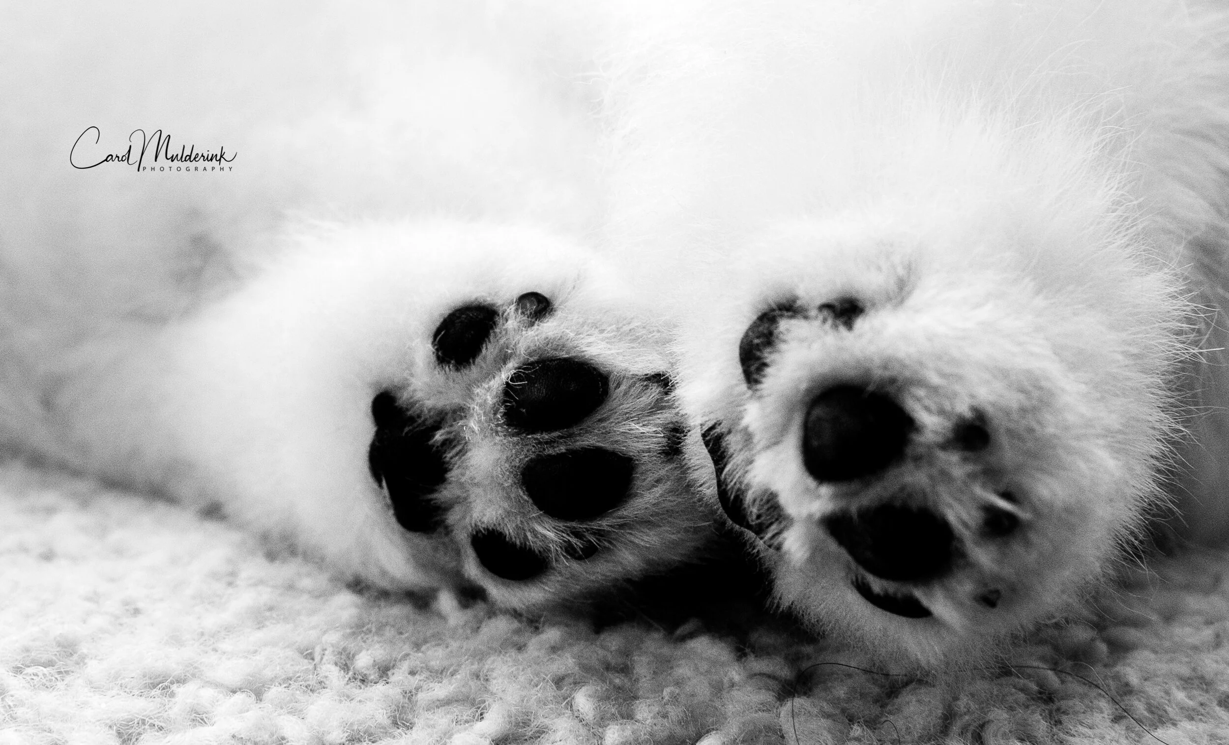 Oliver putty paws2.jpg