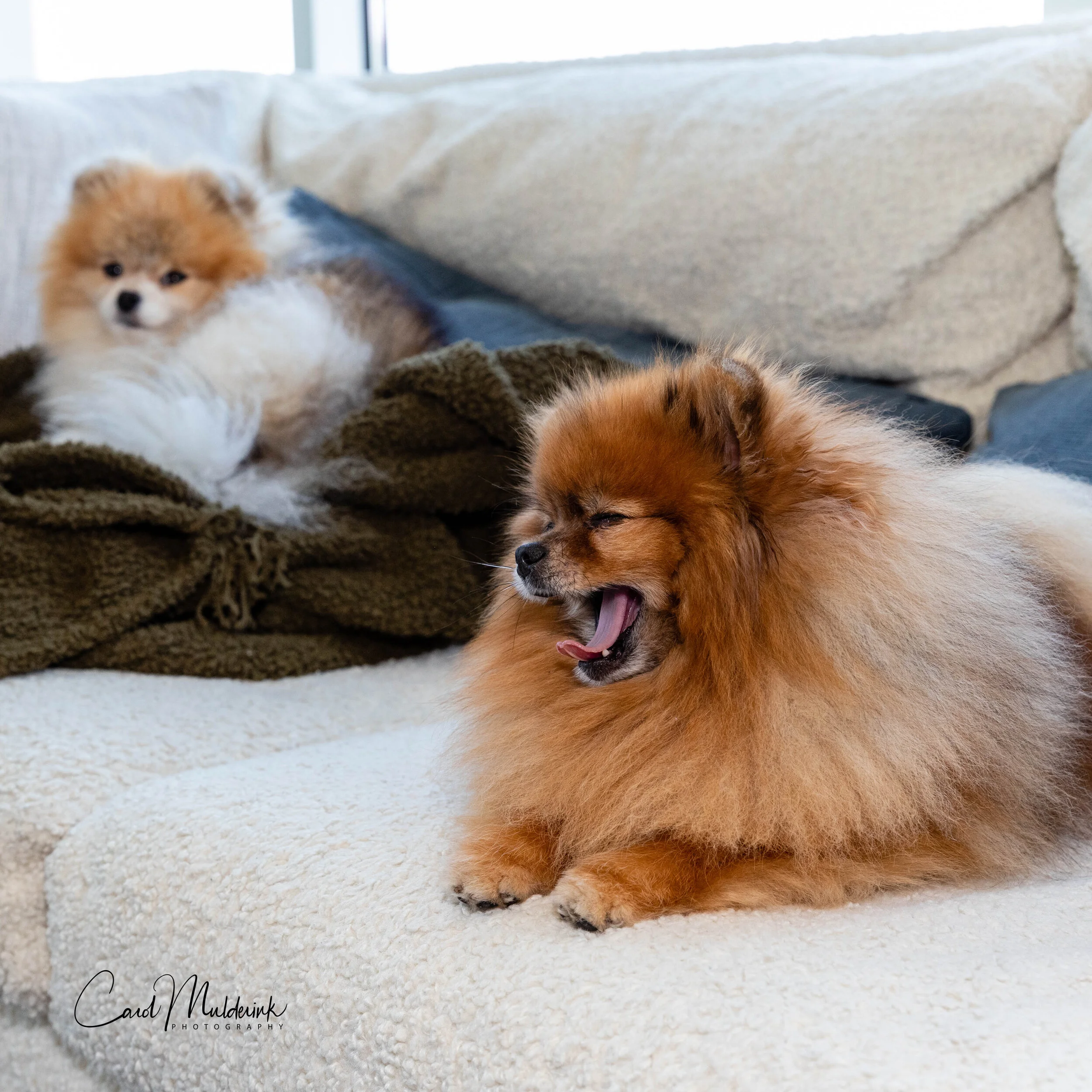 Charlie Rose and Oliver 2 1-1.jpg