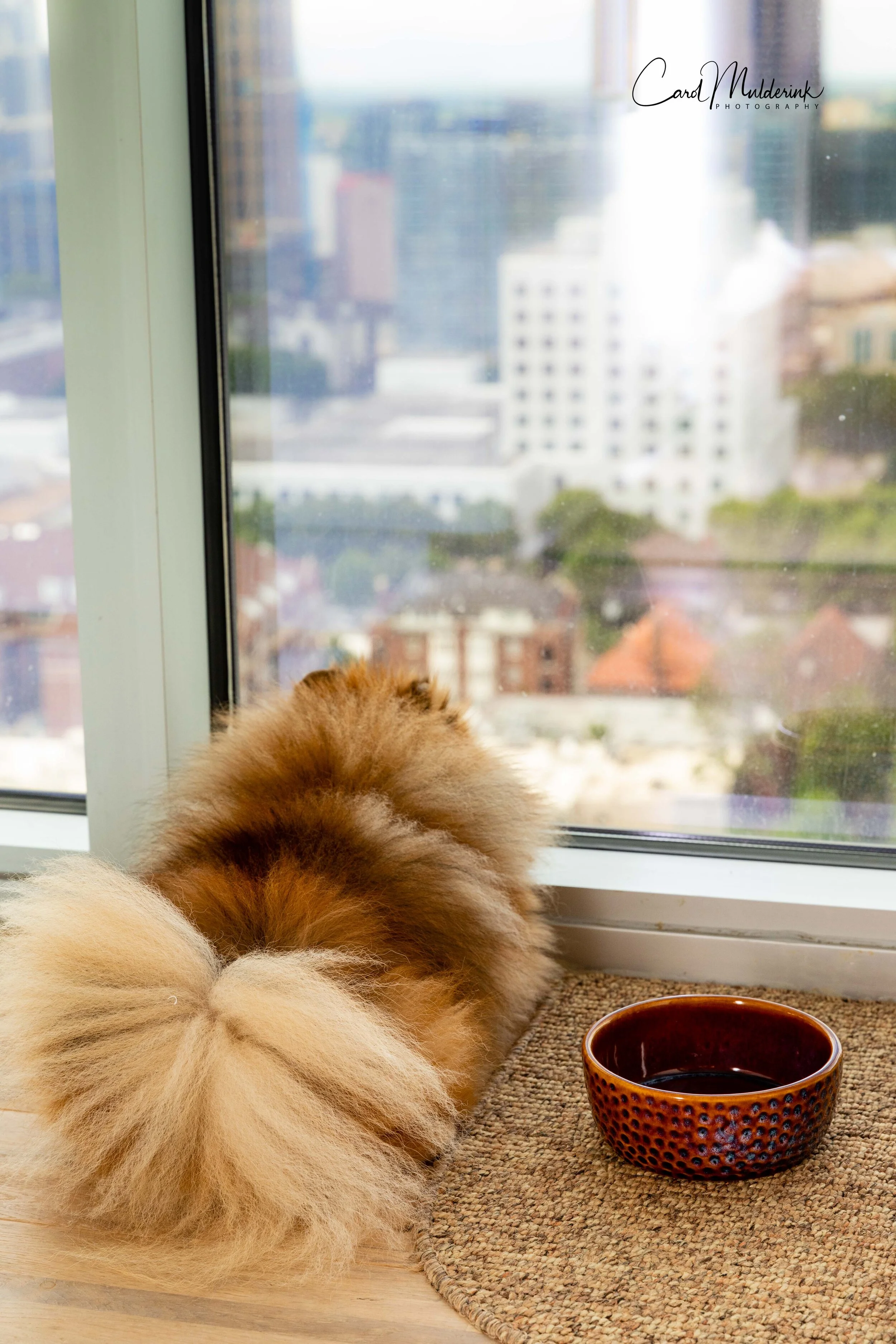 Charlie Rose food bowl.jpg