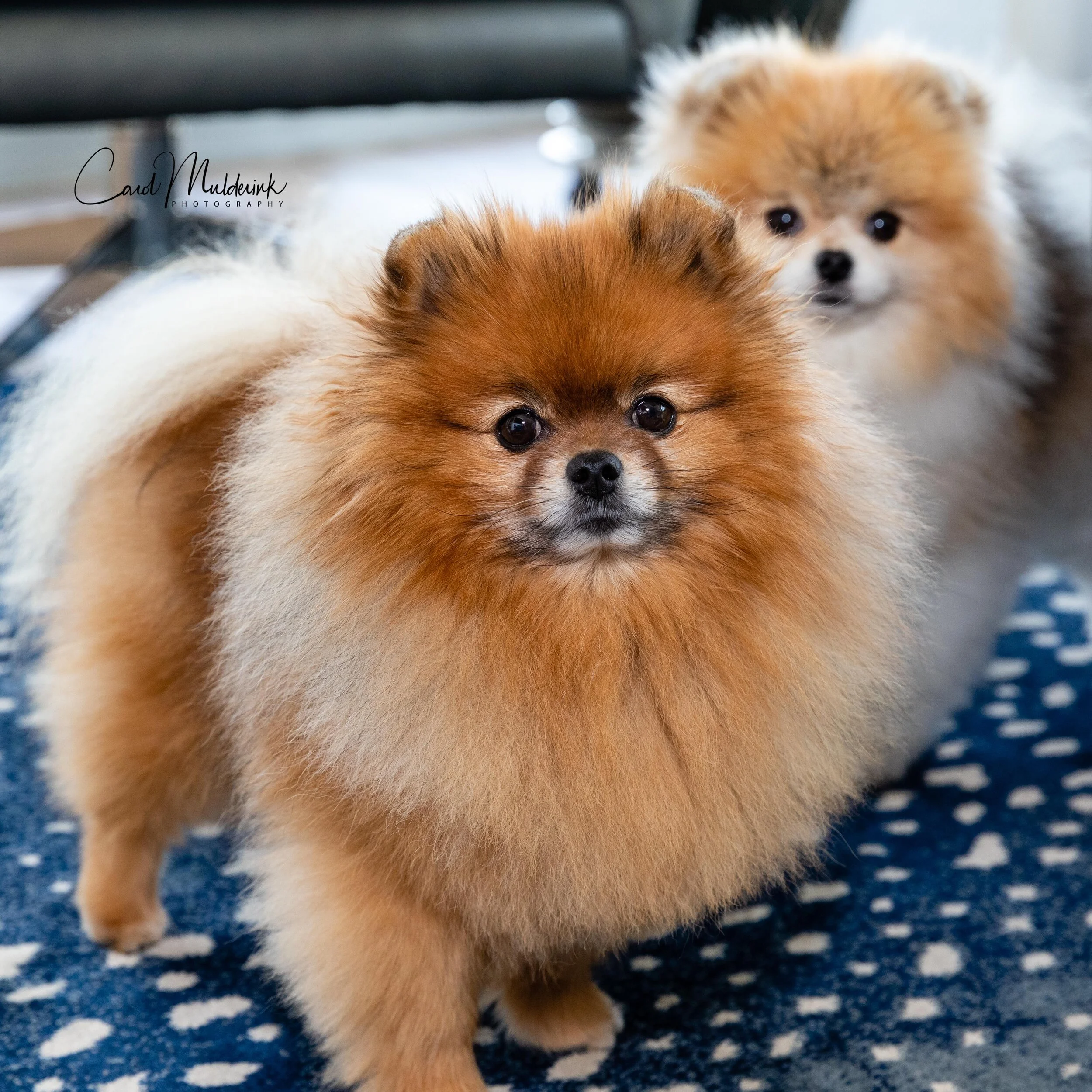 dogs1-1.jpg