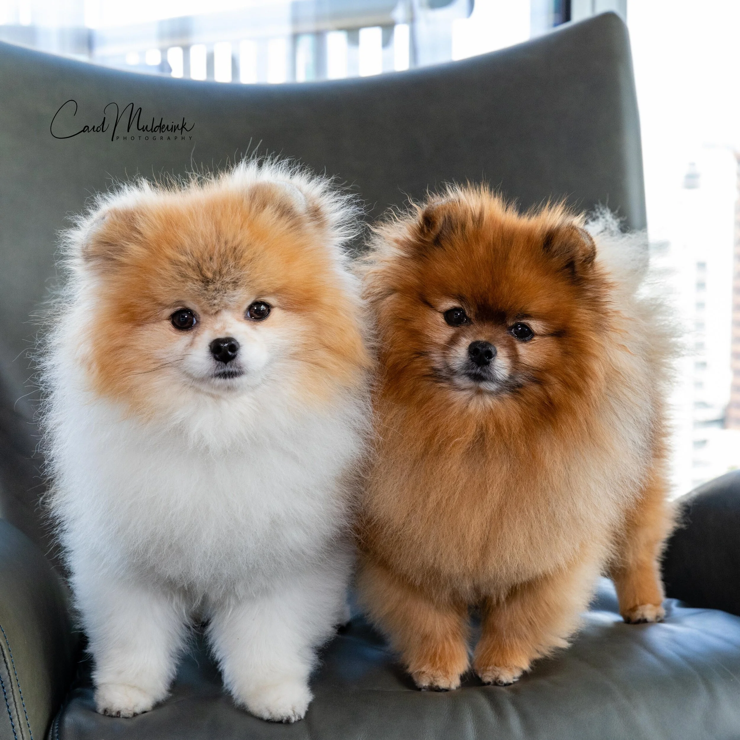 dogs1.jpg