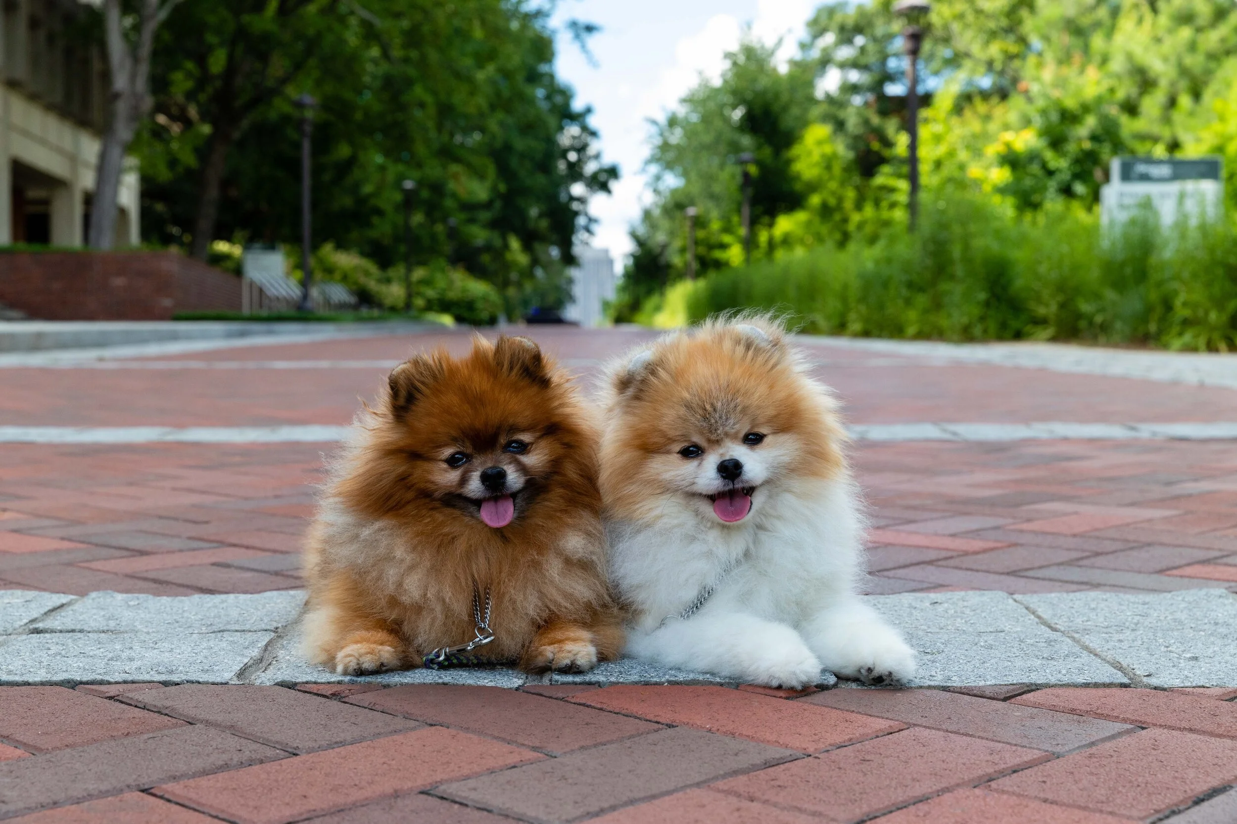 dogs.jpg