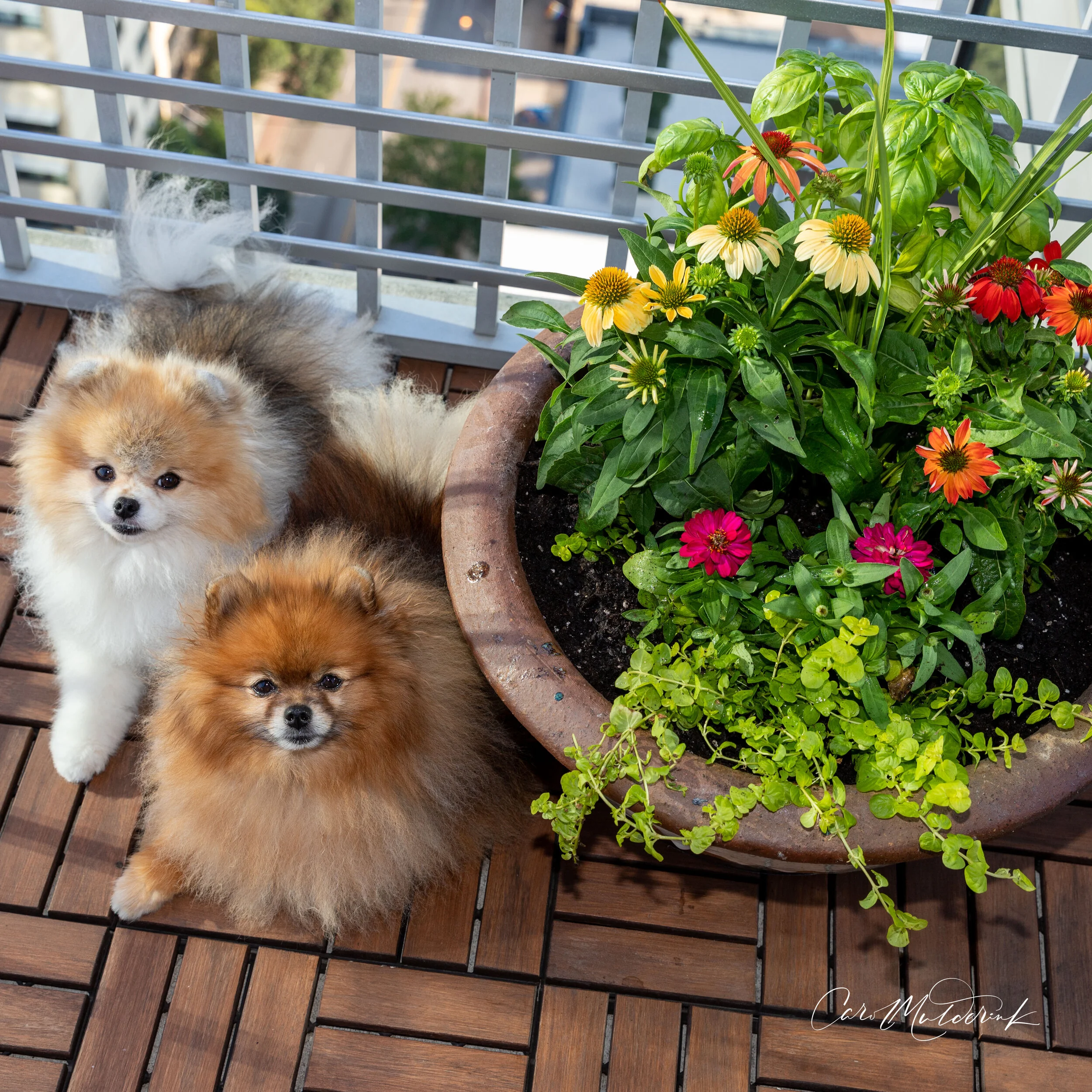dogs and balcony garden 1-1.jpg