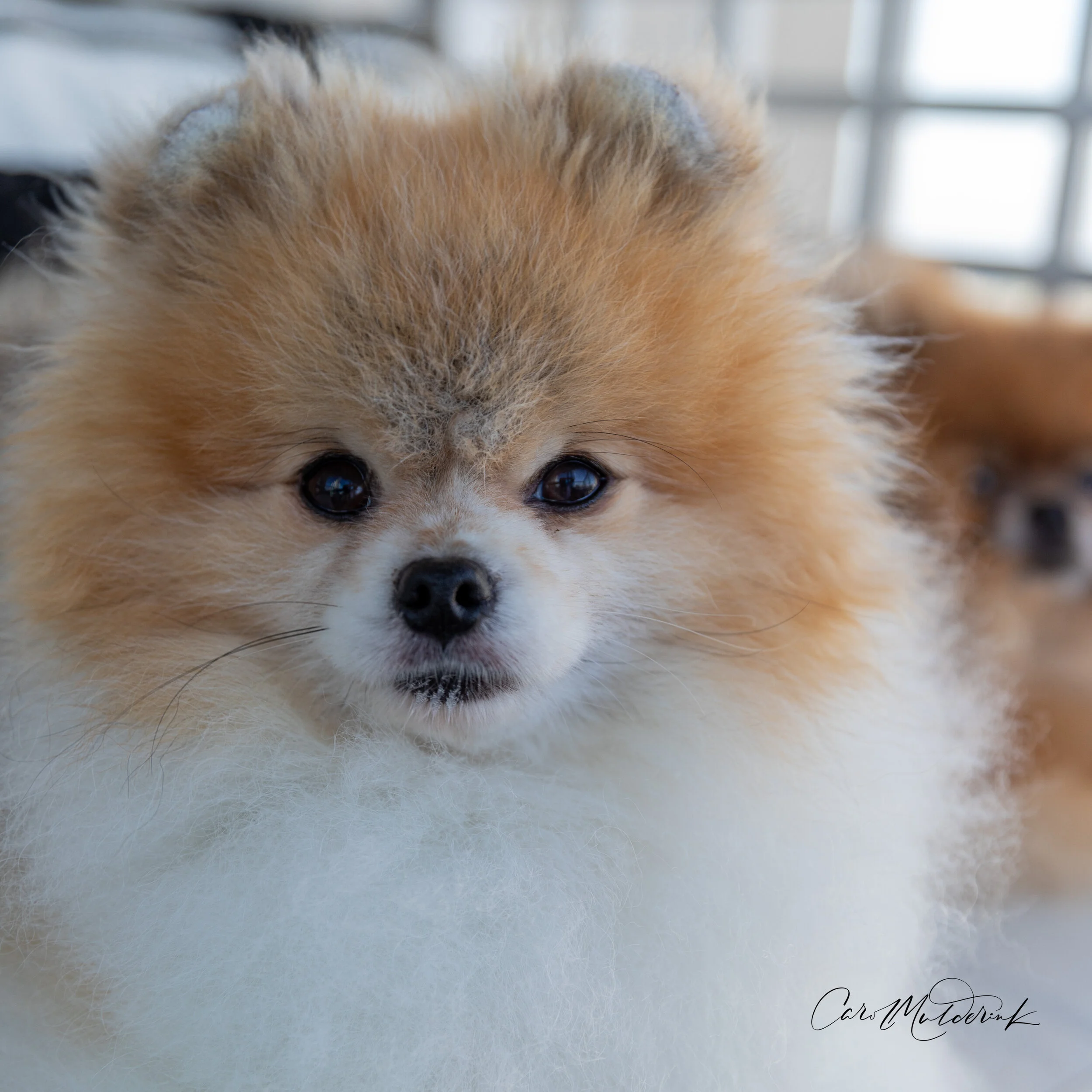 Oliver1 1-1.jpg