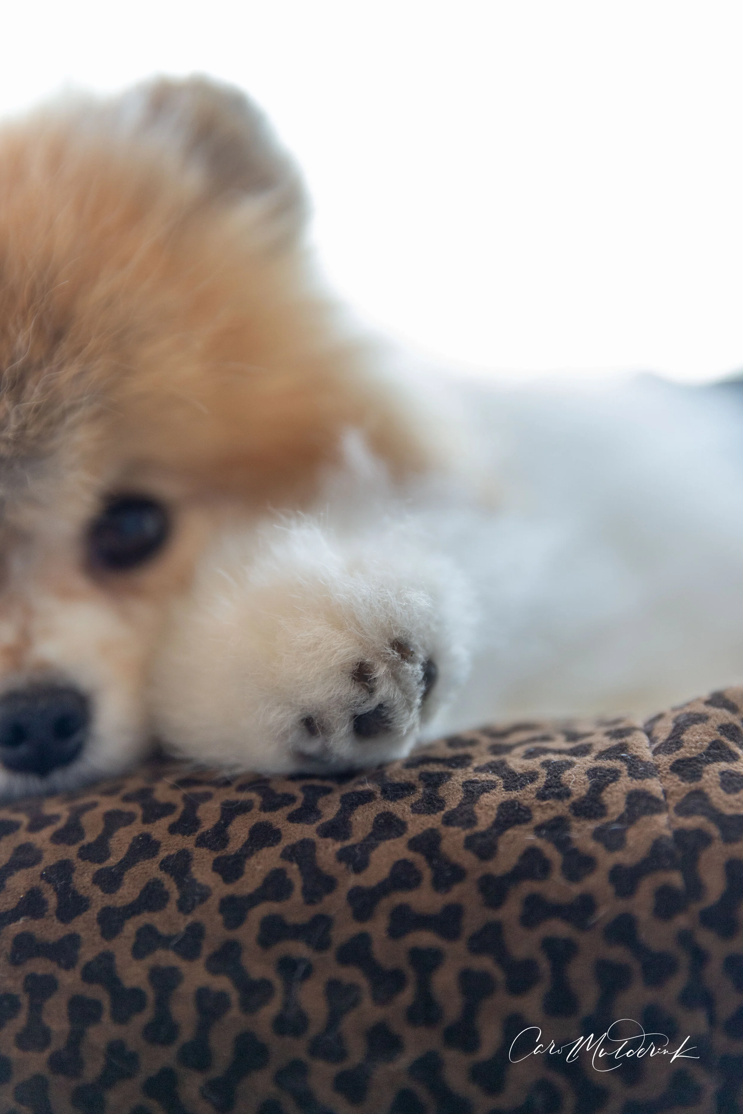 Olivers paw.jpg