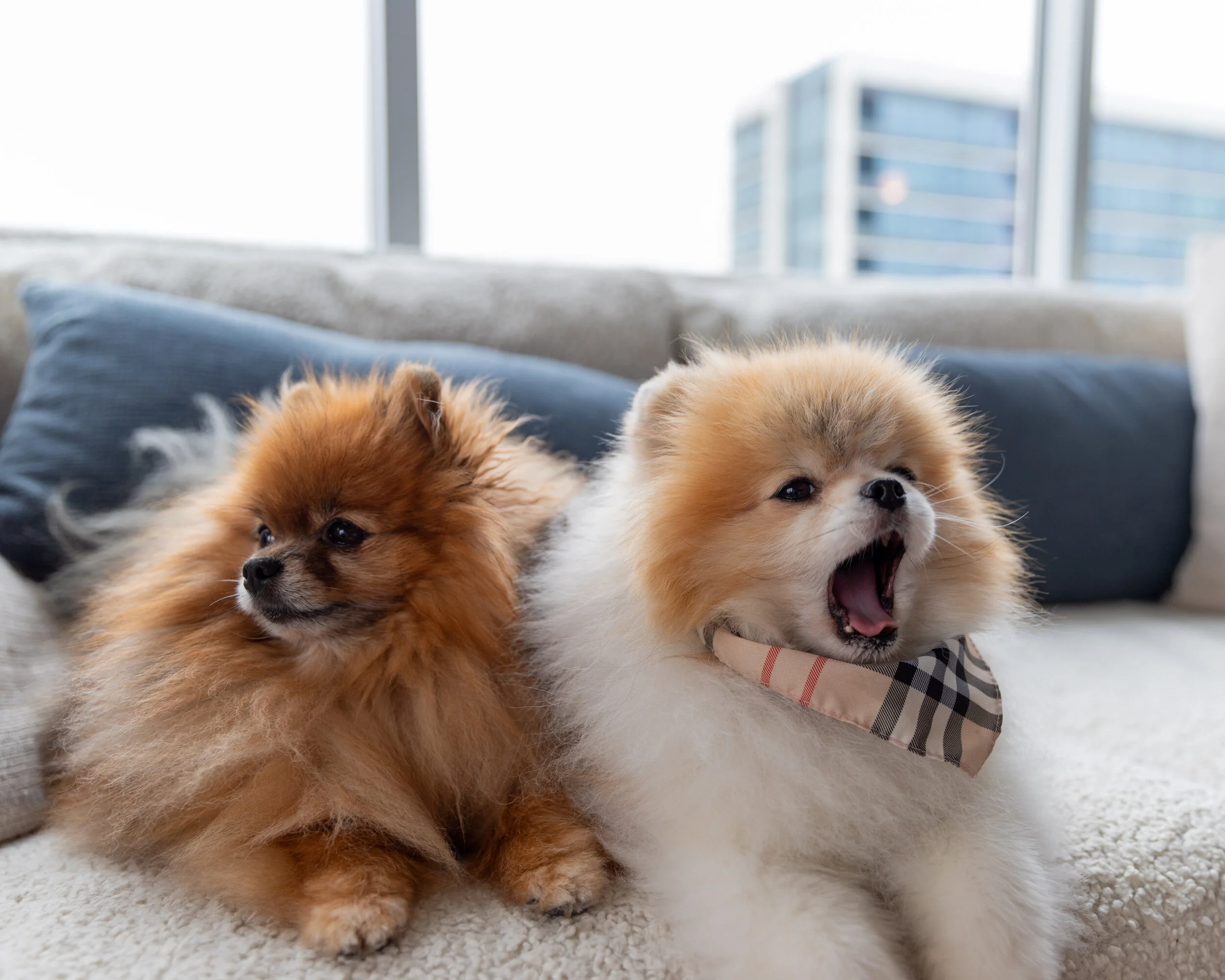 Dogs-2.jpg