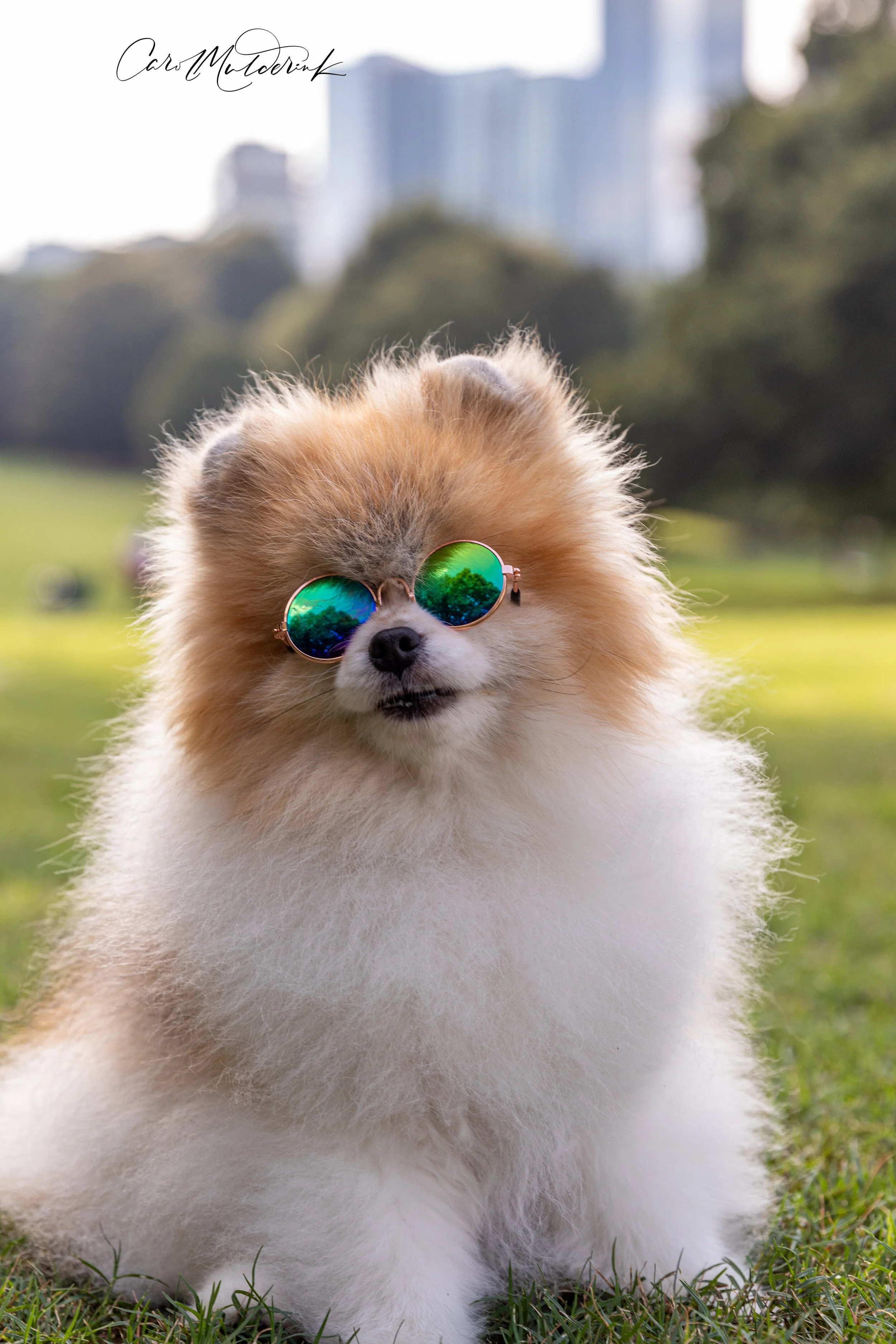 Sunglasses Oliver-2.jpg