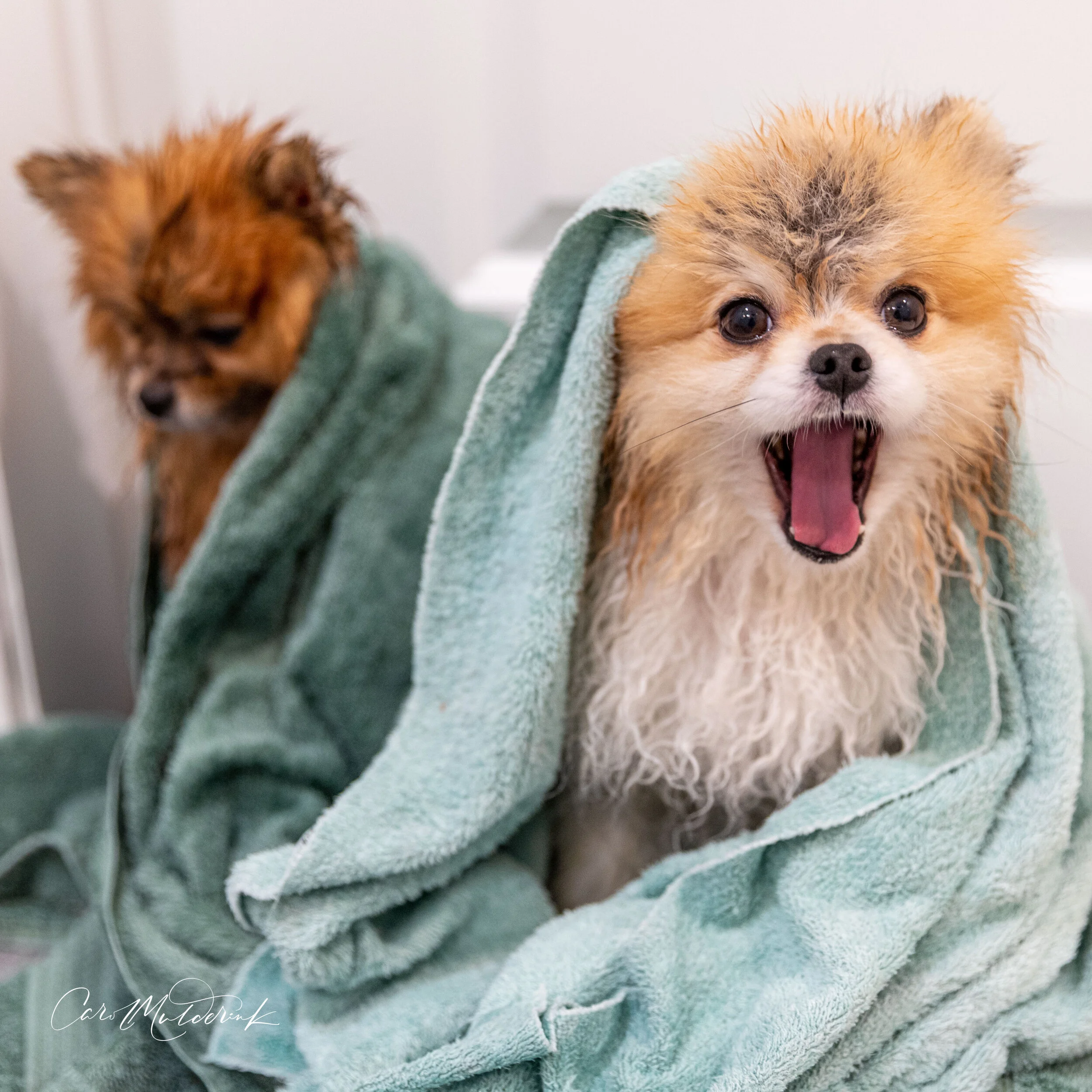 Dogs Bath Instagram.jpg