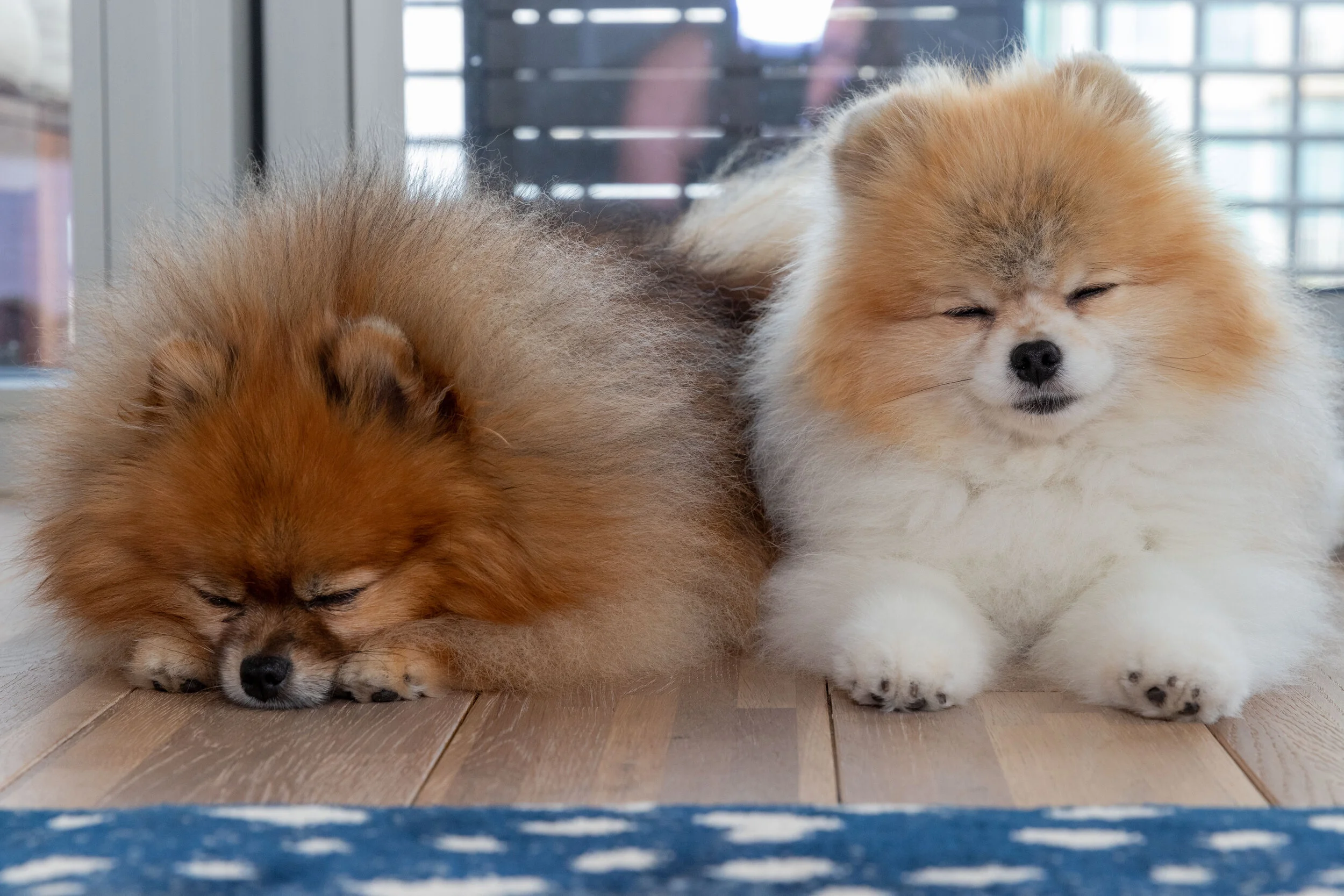 Dogs sleeping.jpg