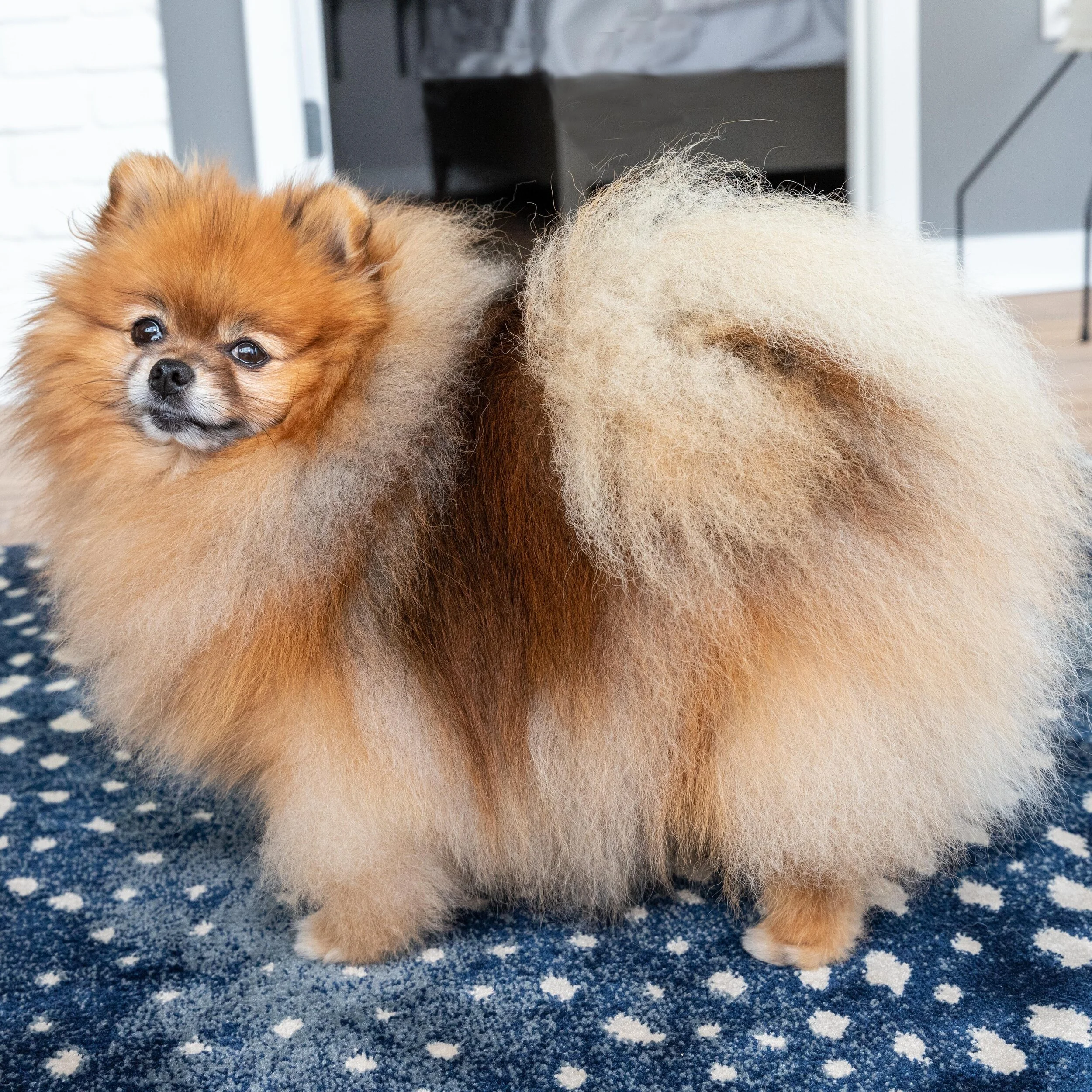 Charlie Before Haircut Instagram.jpg