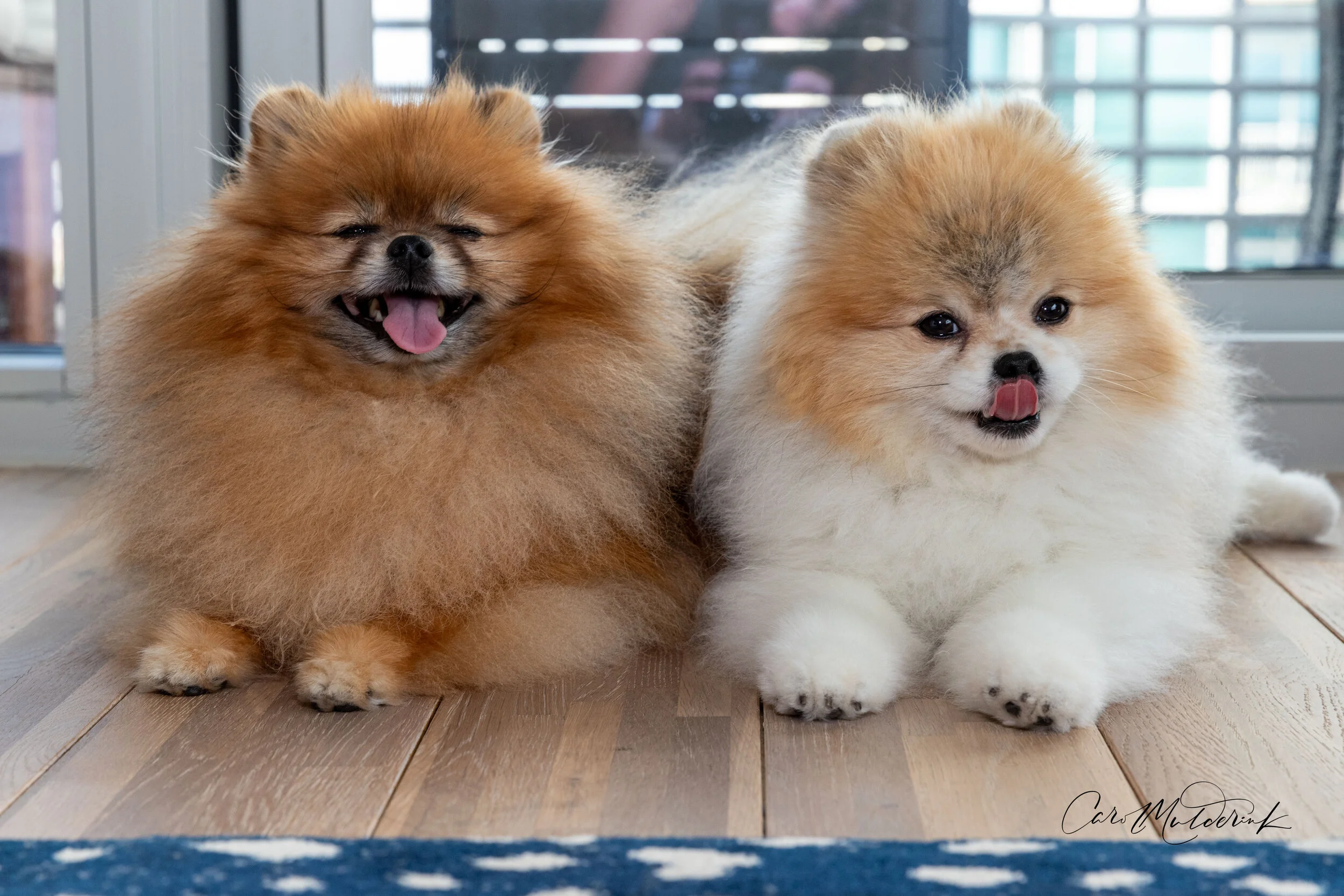 Dogs.jpg