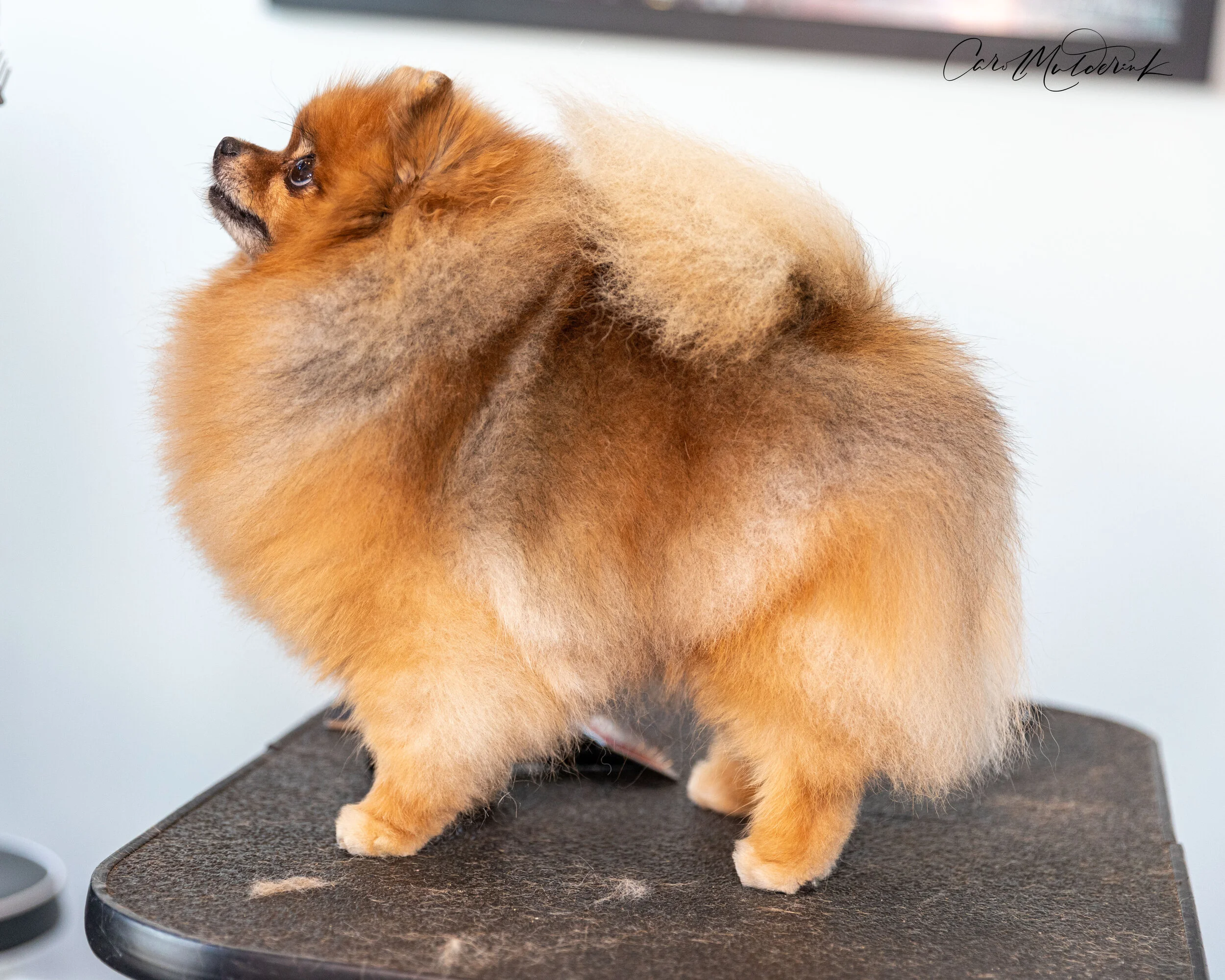 Charlie Show Cut.jpg