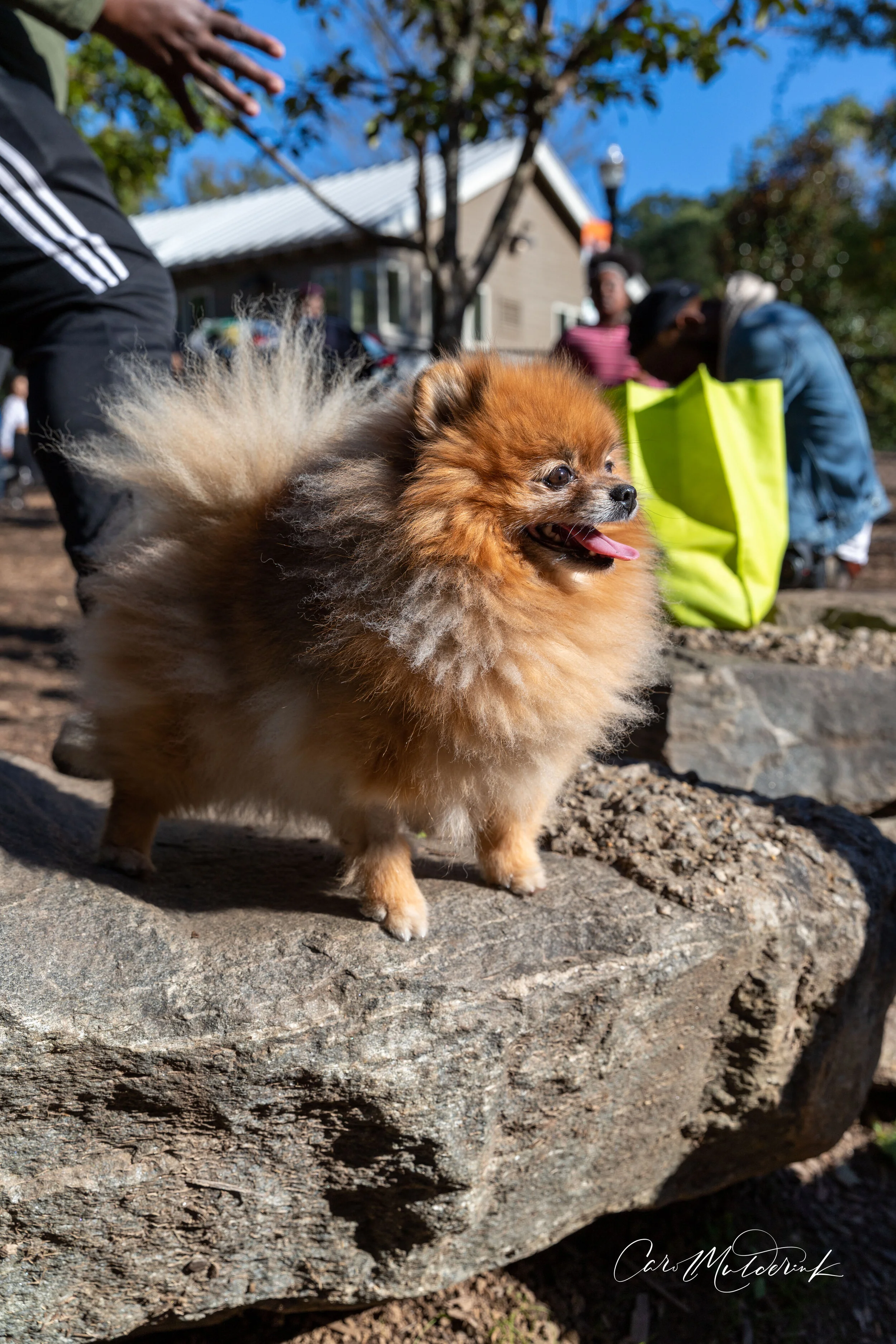 Dog Park-5570.jpg