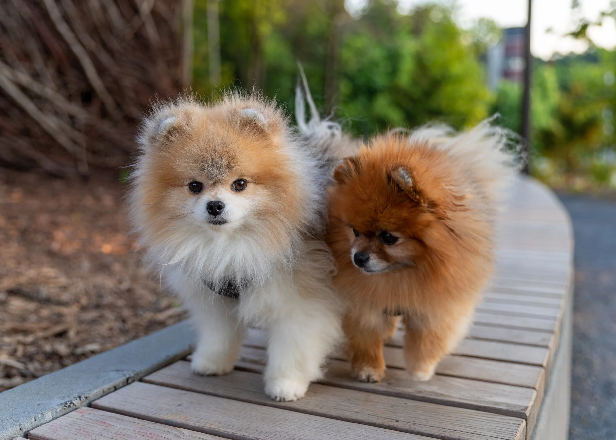 Dogs at GA Tech-6408.jpg