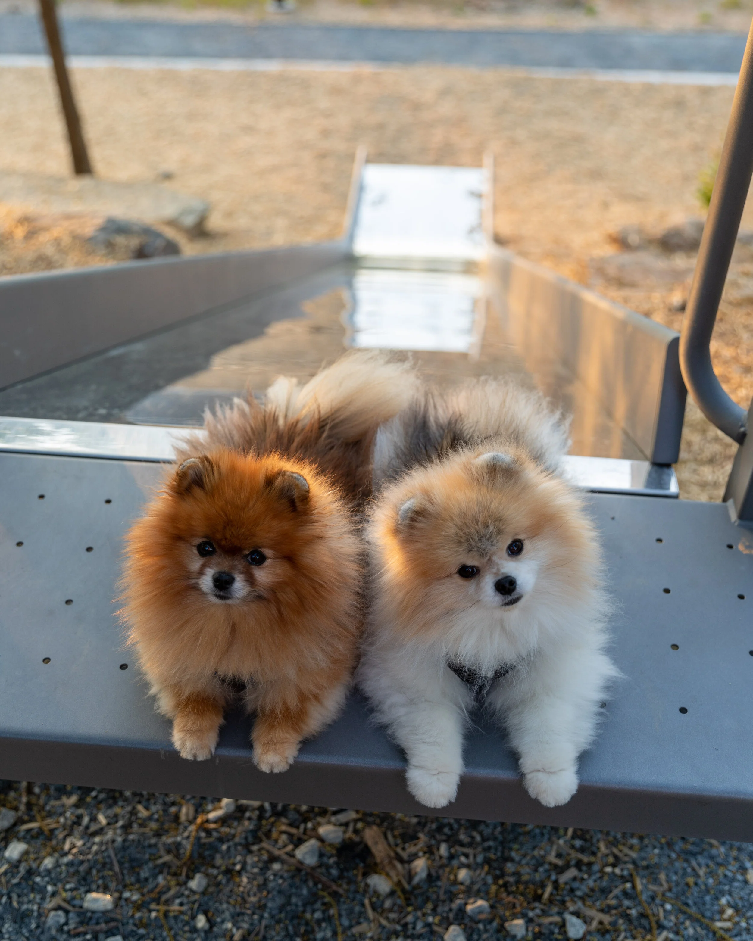 Dogs at GA Tech slide-6397.jpg