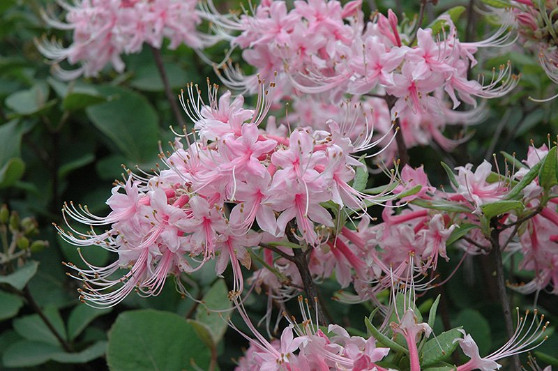 Camilla's Blush Wild Azalea