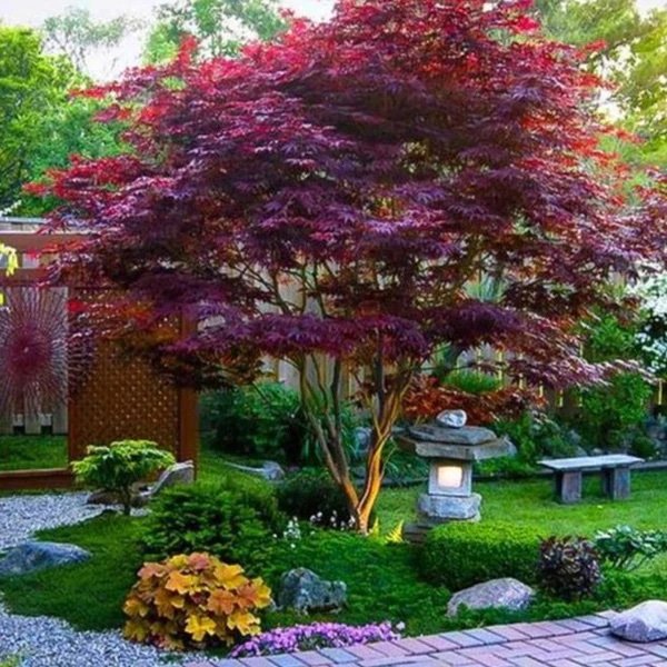 Bloodgood Japanese Maple