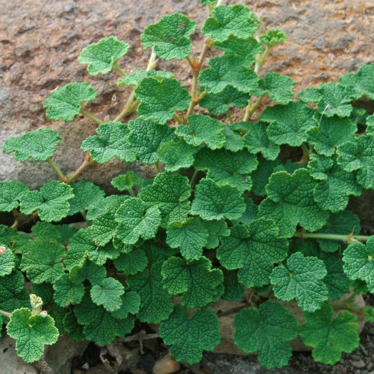 creeping raspberry