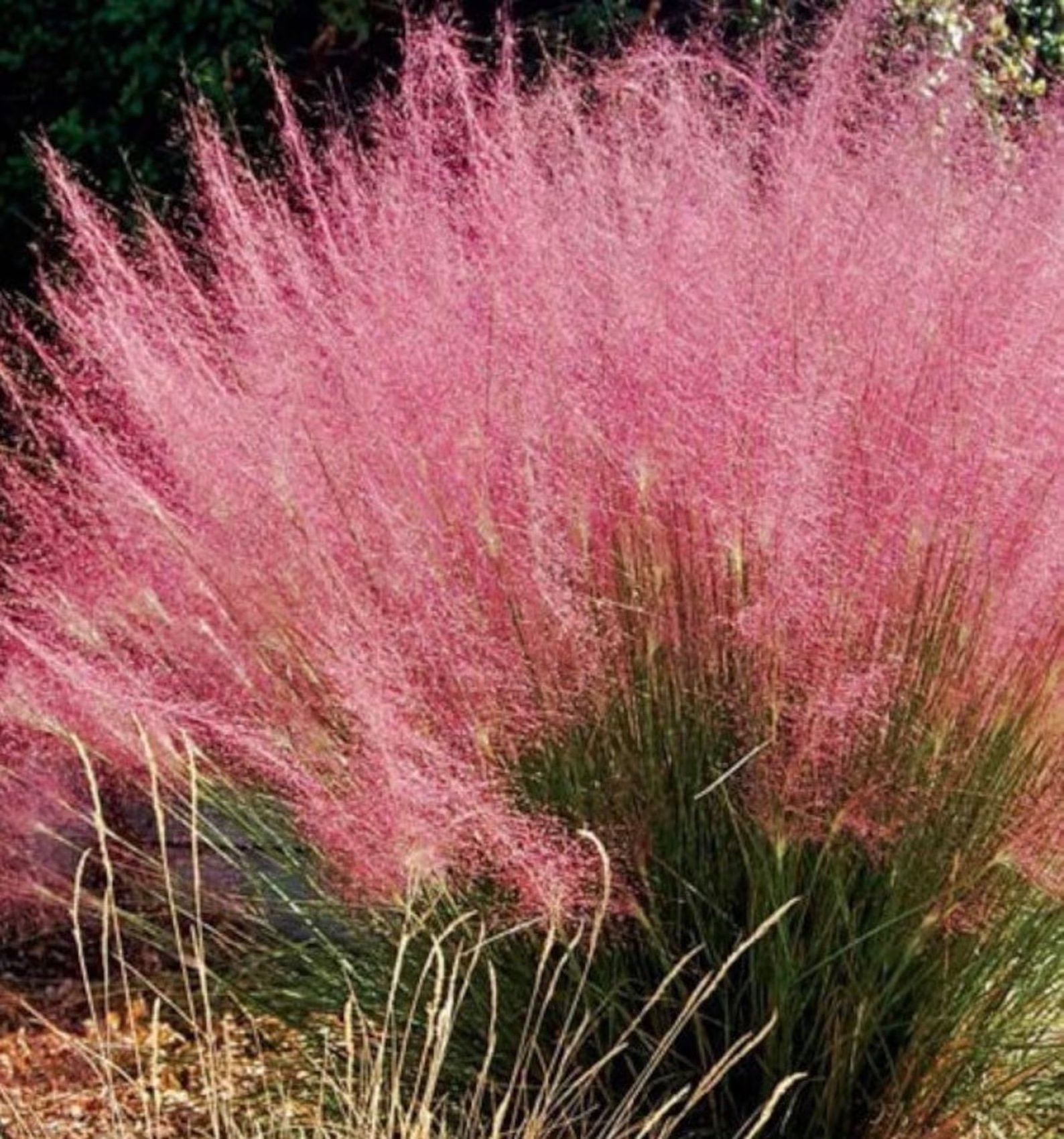 Pink Muhly Grass (muhlenbergia capillaris)