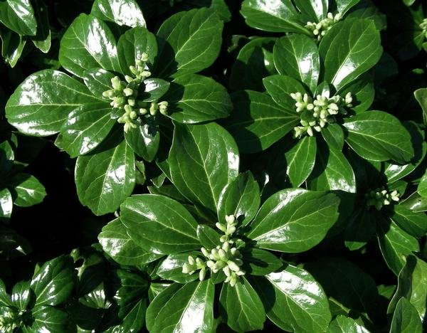 Pachysandra Terminalis