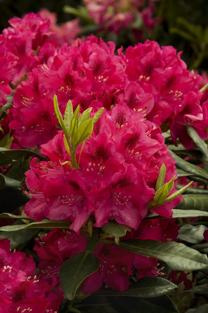 (1) Nova Zembia Rhododendron