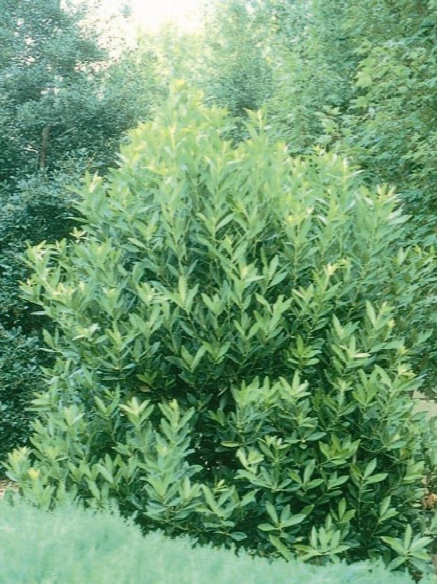 (5) Anise Shrub