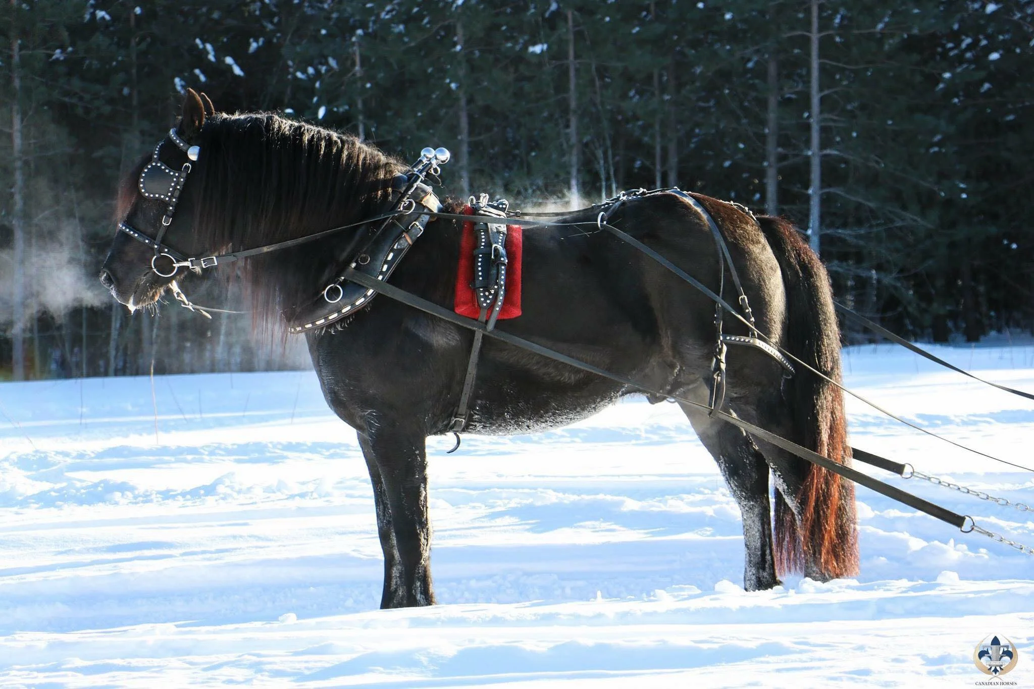 Wakizi in harness.jpg