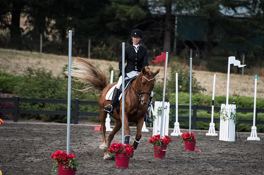 Canadian Farm Jerrycho Manon . 2017 WEUNITED Working Equitation National Champion Ridden and trained by Kristina Eckert at Reindance. Photo: Michael T Photography
