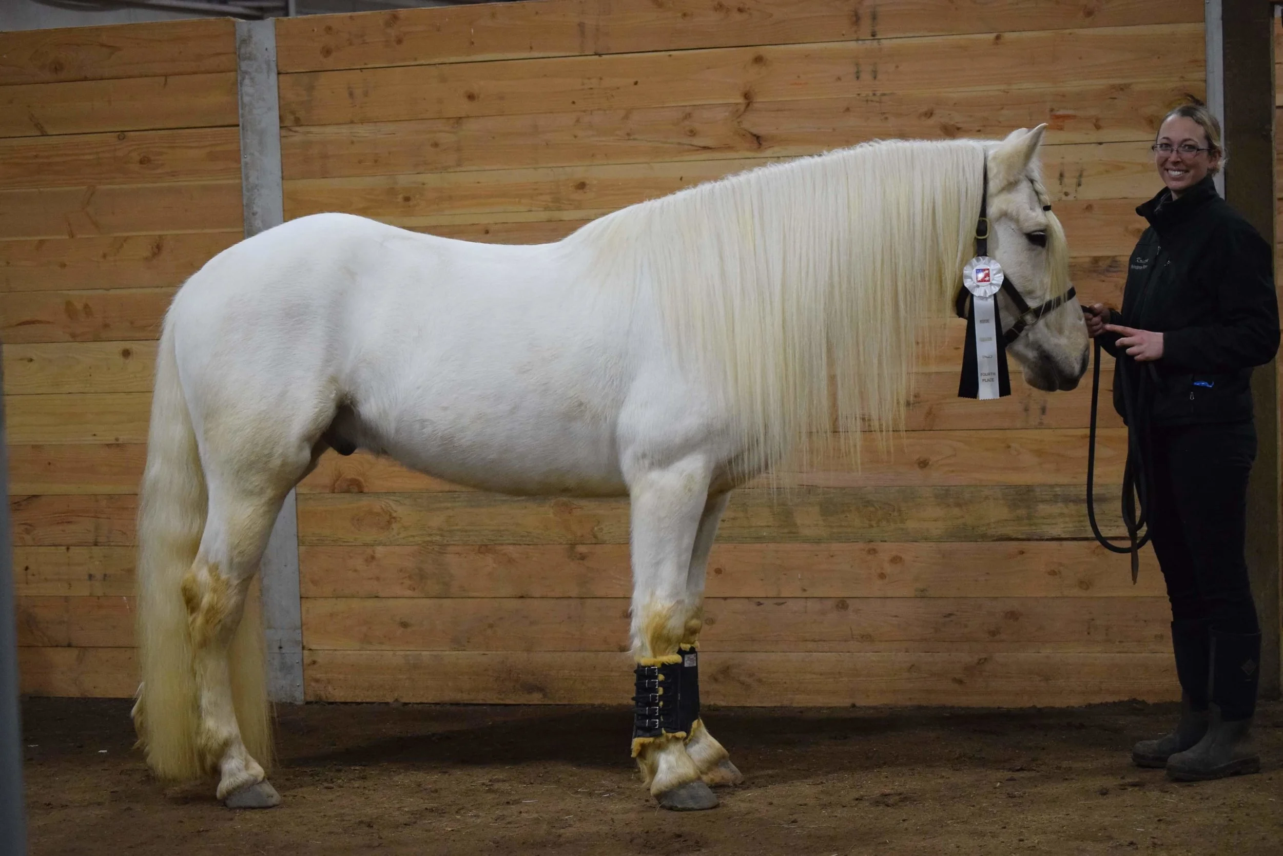 Lucklou Nadja Captain-Jack . A rare Palomino Canadian, Captain-Jack at 4 years of age is just starting to compete at Working Equitation and already doing amazing. Here he is winning 4th Place for level 2 Working Equitation, at only his 2nd show! Photo: Dawn Rhoads