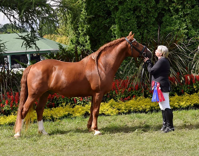 Hemi Garou Phoby aka “Figaro” . Owned and ridden by Caroline Bolduc. Figaro was the 2016 Quebec Equestrian Games Level 2 Gold Medalist. Figaro is competing at Level 3 this year and schooling Level 4. Photo: Martin Premier