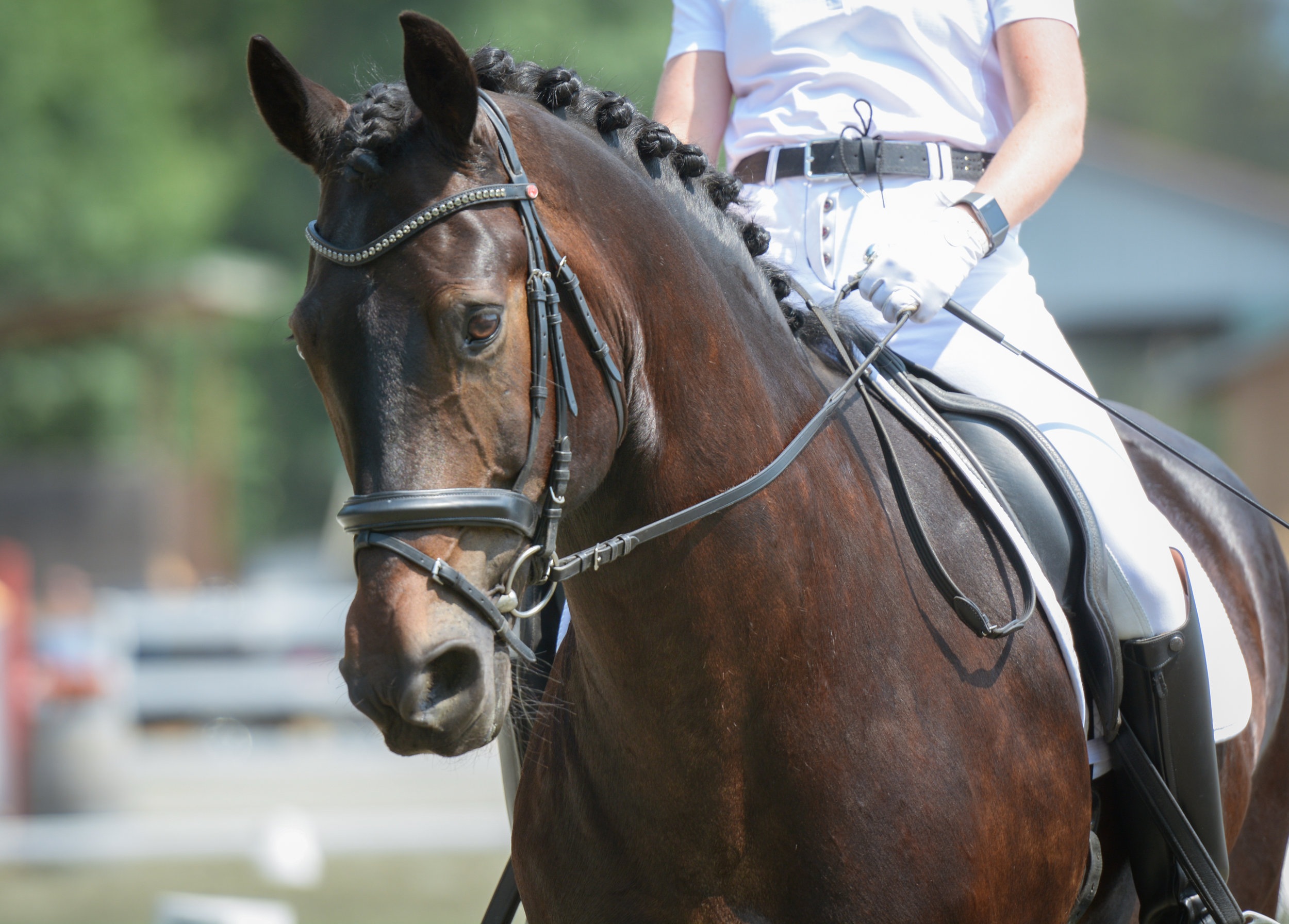 Hilton+Sahara+-2018+Champion+Second+Level+Dressage+BC+Marion+Photography+DSC_5279.jpg