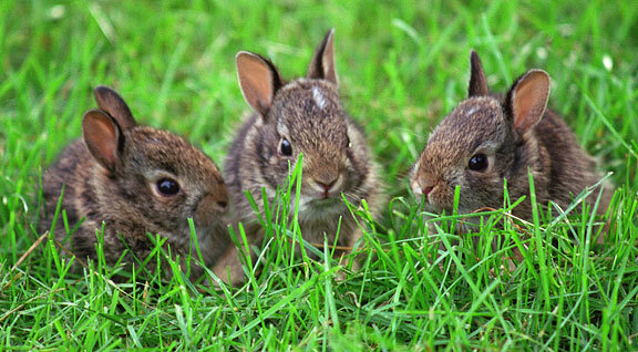 Wild Rabbits — Hoppy Haven SAR