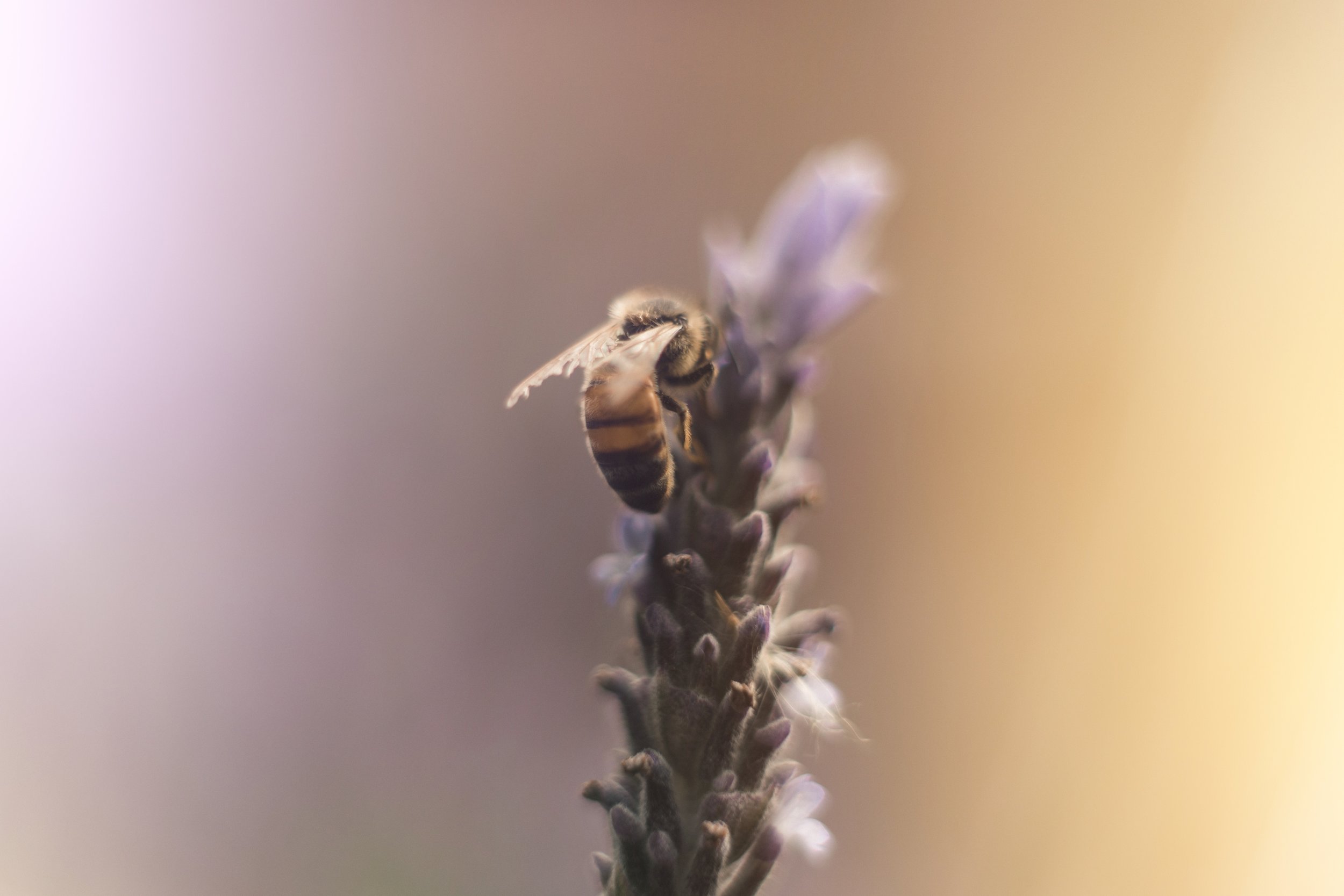 Bee.jpg