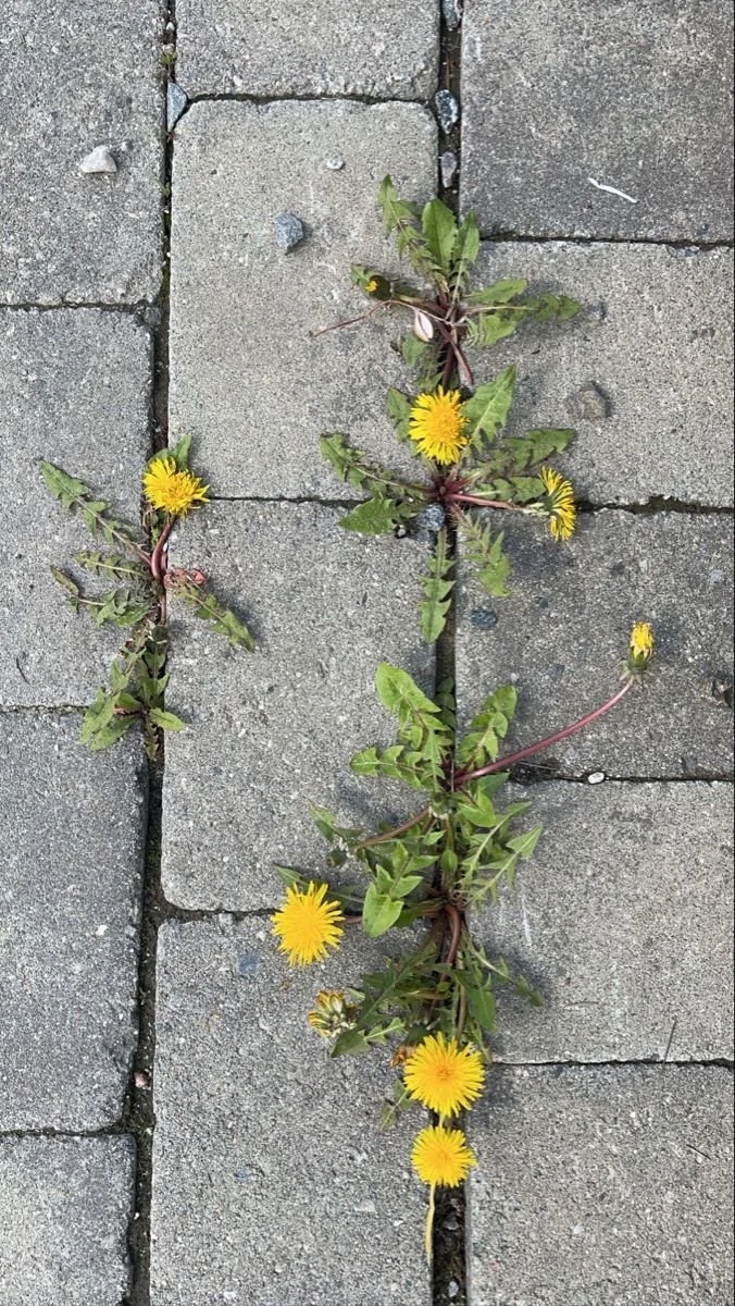 Which Cycle Type Are You? The Orchid vs Dandelion Cycle Theory