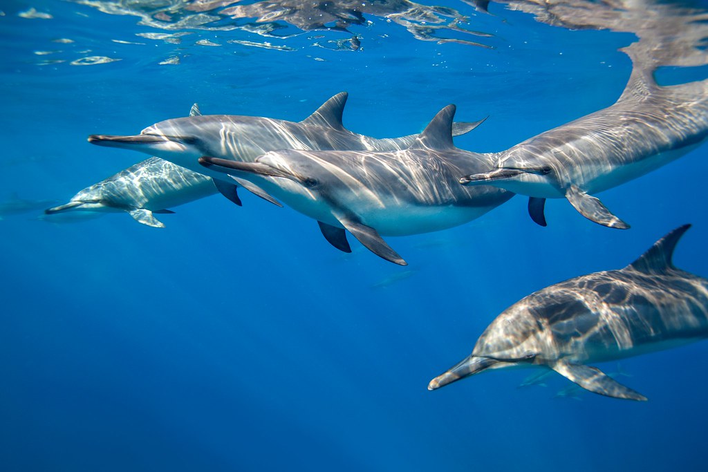 Hawaii Sail Charters Snorkeling with wild Dolphins | Kona Dolphin Swim Tours.jpg