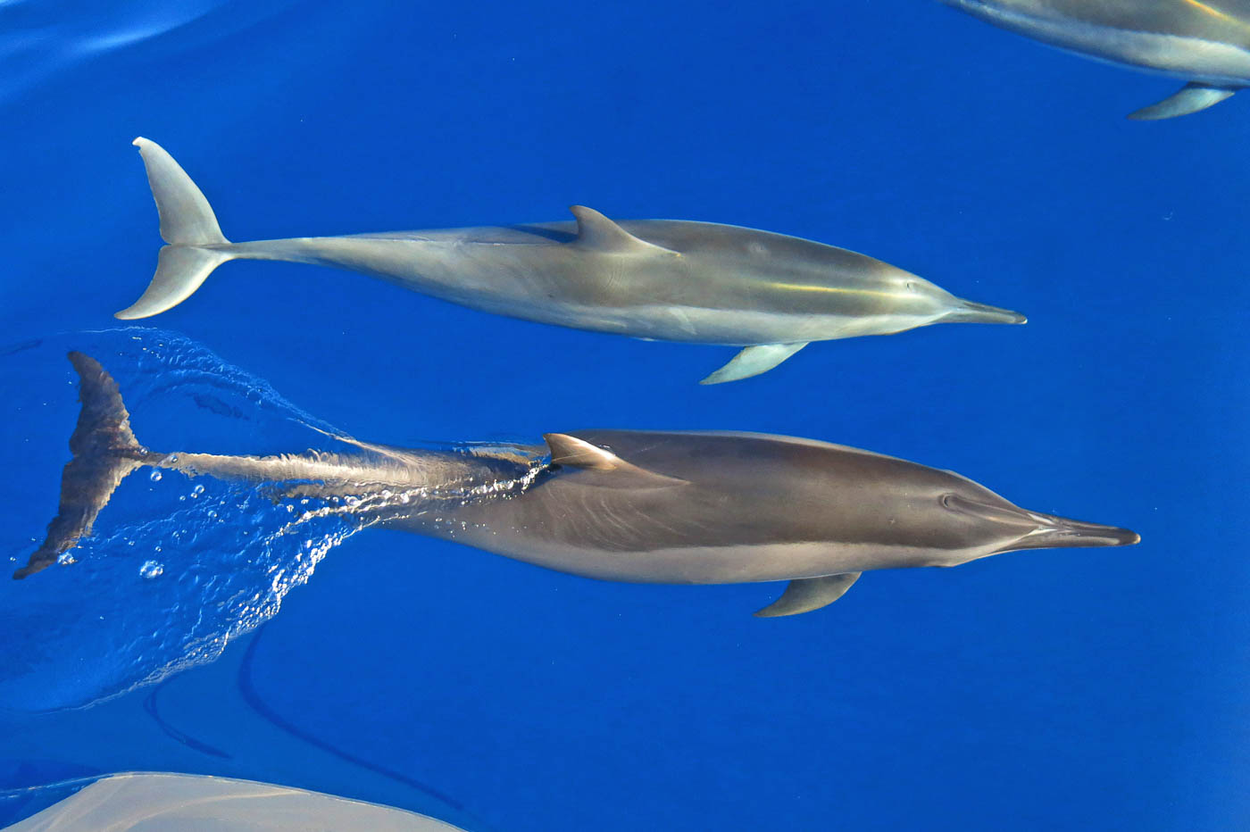 Dolphins .jpg
