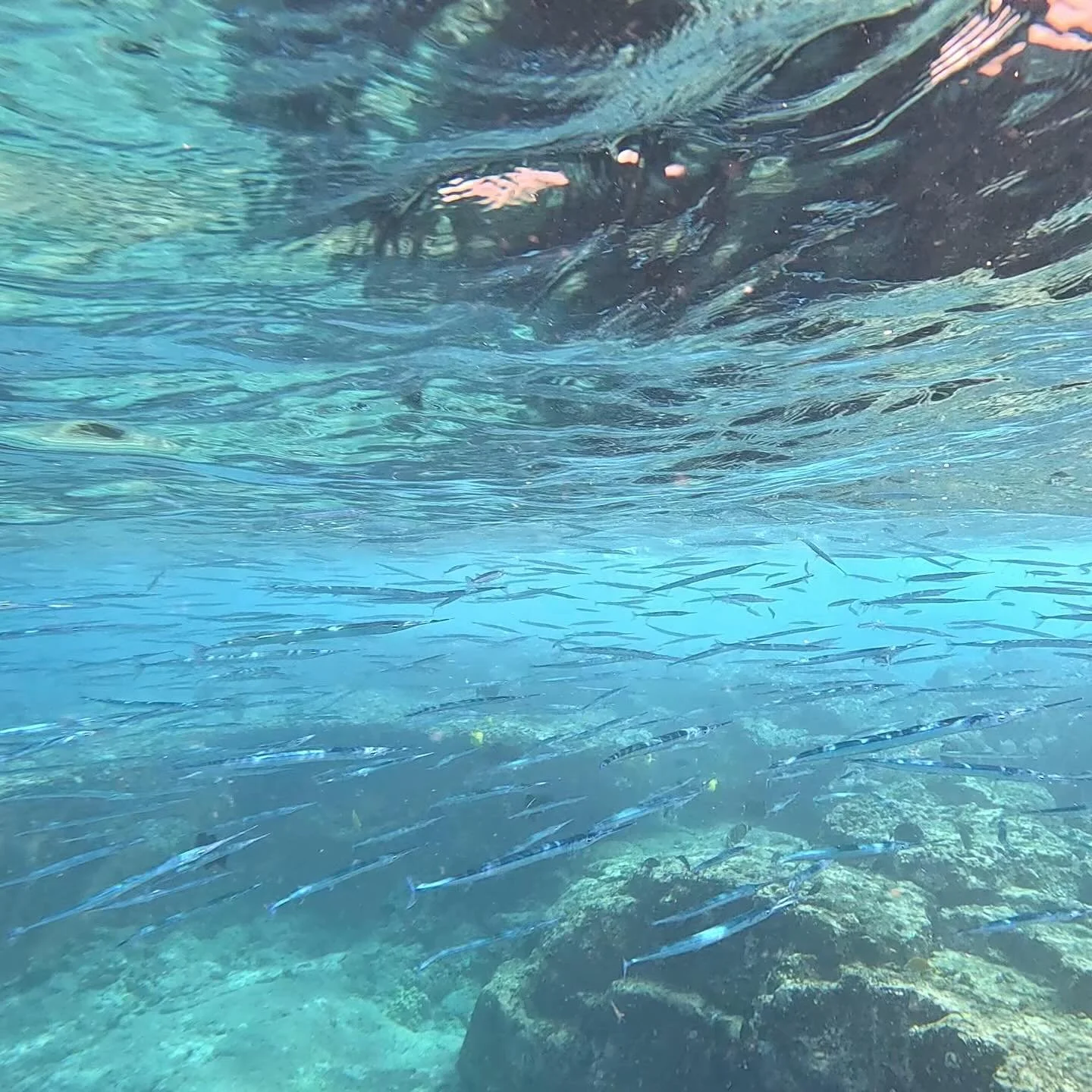 Snorkeling surrounded by needlefish 😍🐠

#hawaii #fish #needlefish #snorkel #snorkeling #snorkelhawaii #kailuakona #snorkeltrips