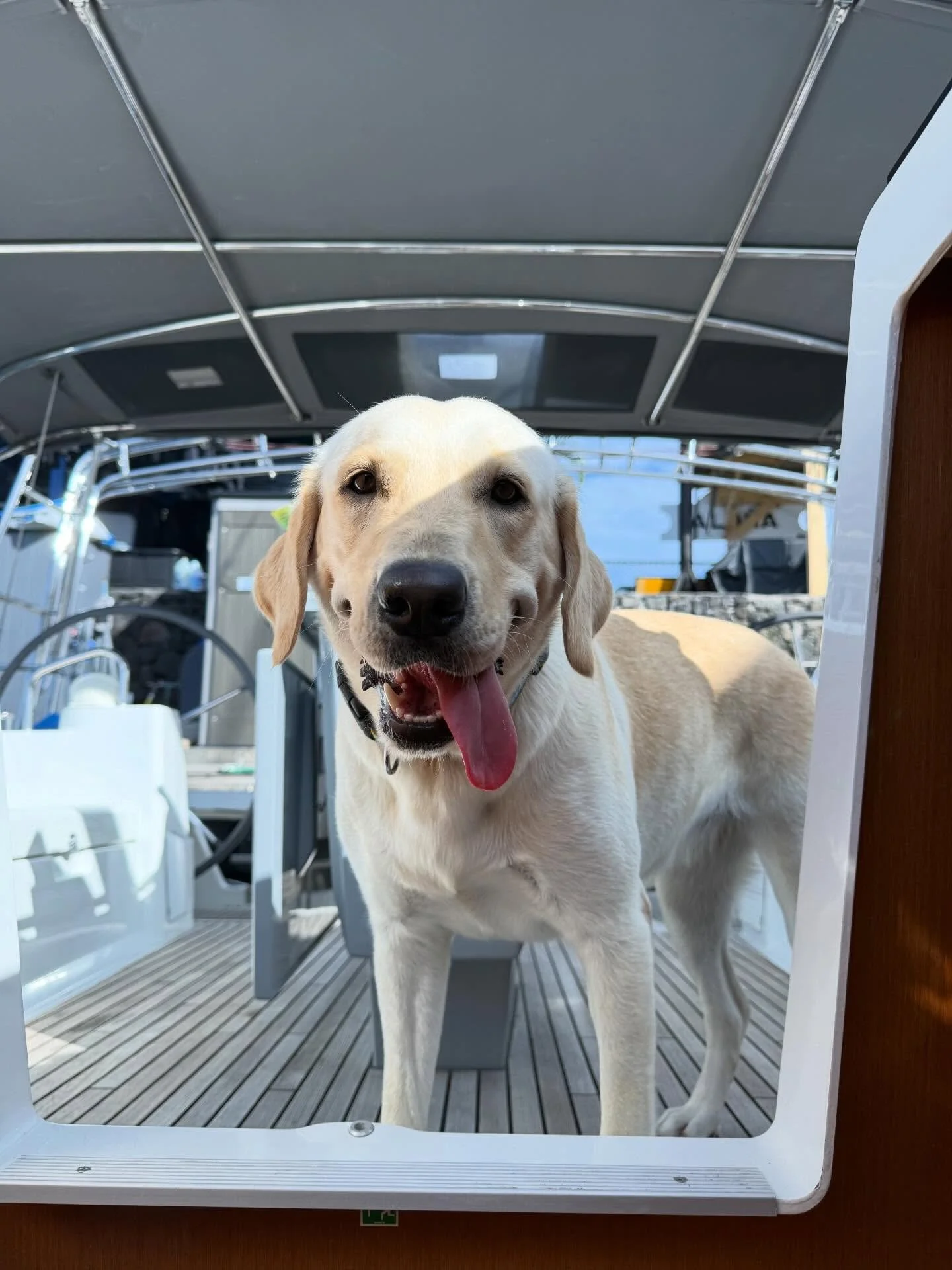In case you ever want a boat dog to join us&hellip; Lucy is our favorite first mate 🐶

#puppy #firstmate #kailuakona #hawaii #boatdog #boatdogs #hawaii