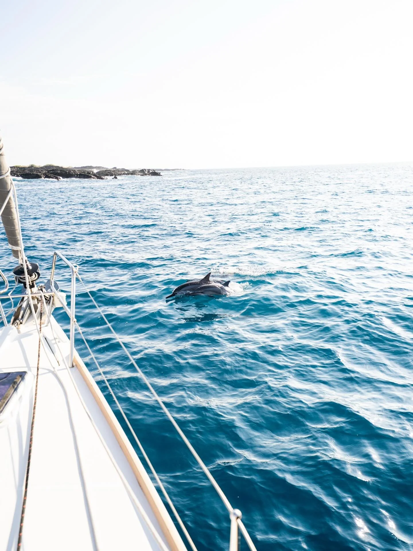 When the dolphins stop by to say hi 😍

📸📸 @hawaiiadventureportraits @nondys