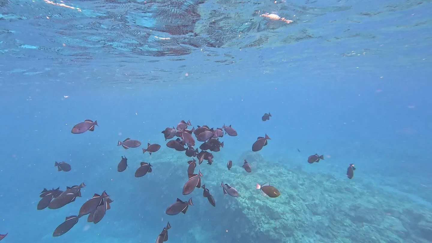 black durgon triggerfish 🤩

#fish #triggerfish #snorkel #snorkelhawaii #hawaii #kailuakona #snorkeltrip #privatecharter