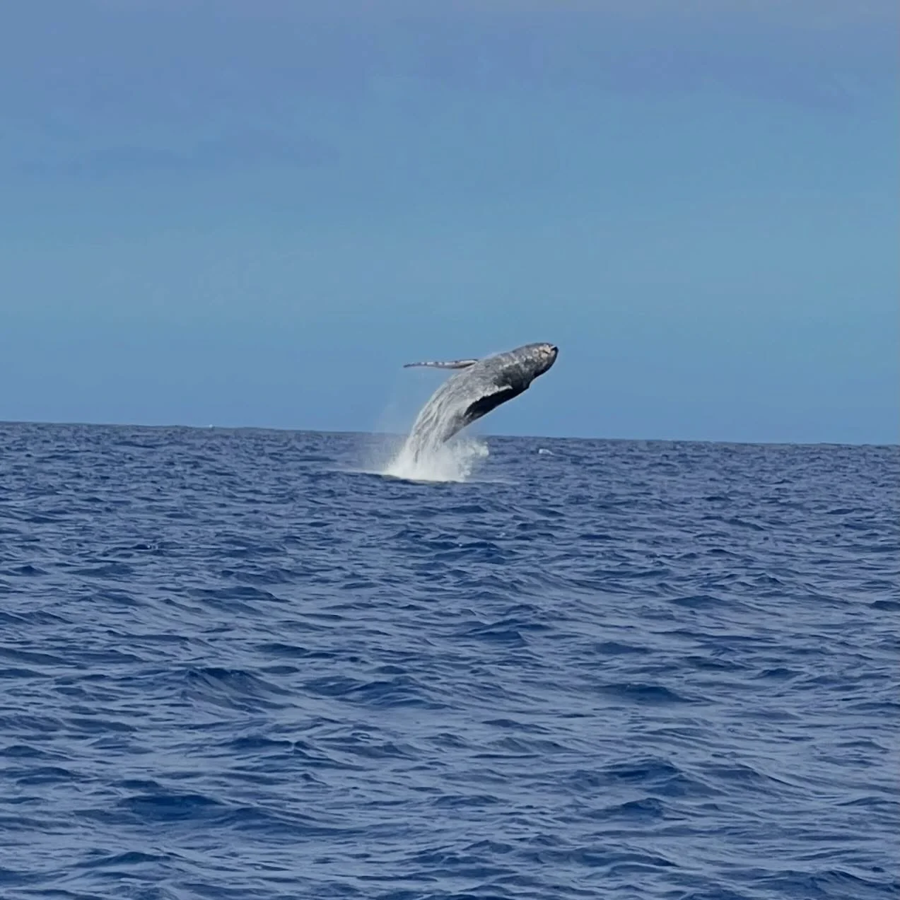 A humpback whale mid-breach! 

#whale #humpbackwhale #hawaii #kailuakona #ocean