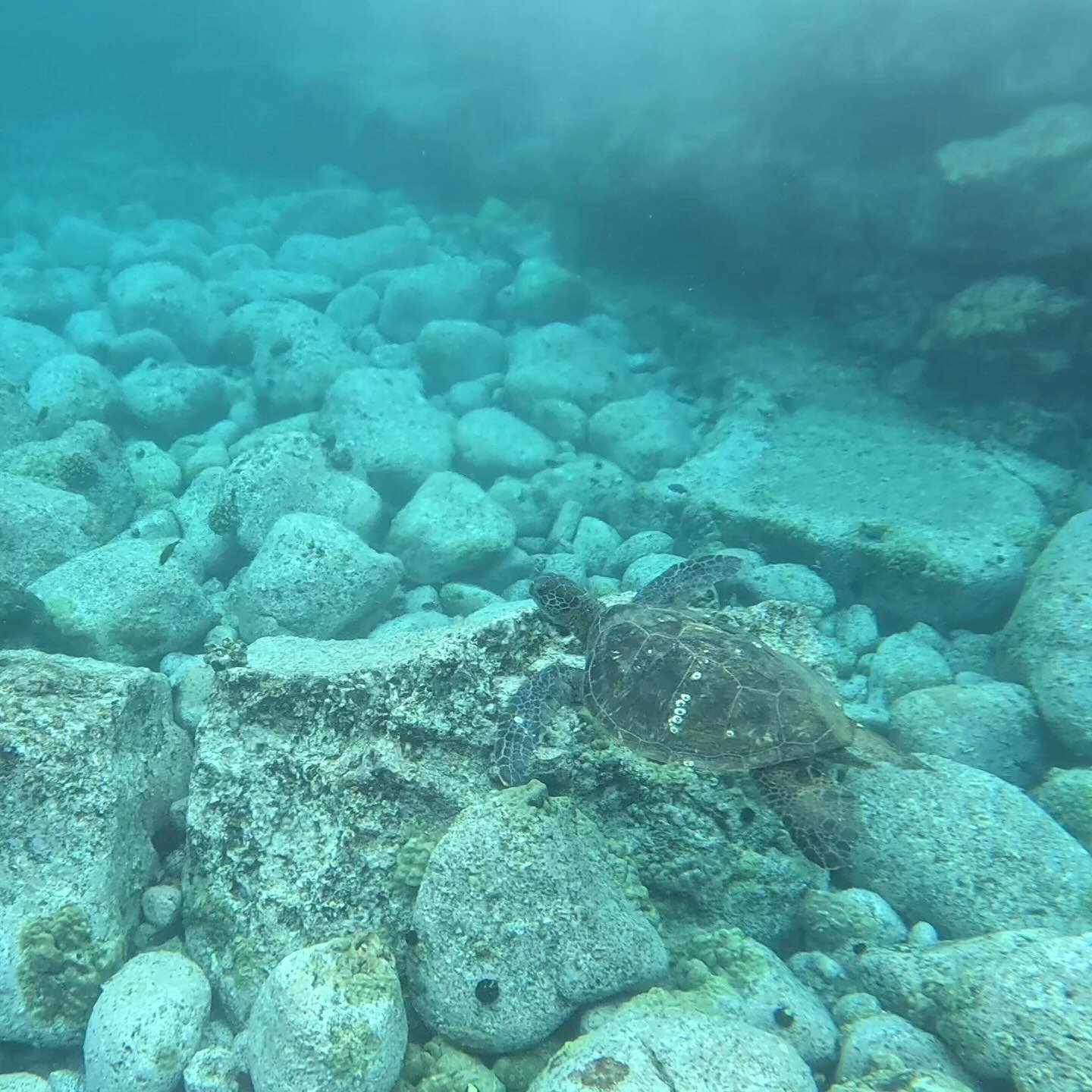 🐢🤩⛵️

#turtle #honu #snorkel #hawaii #snorkeltrip