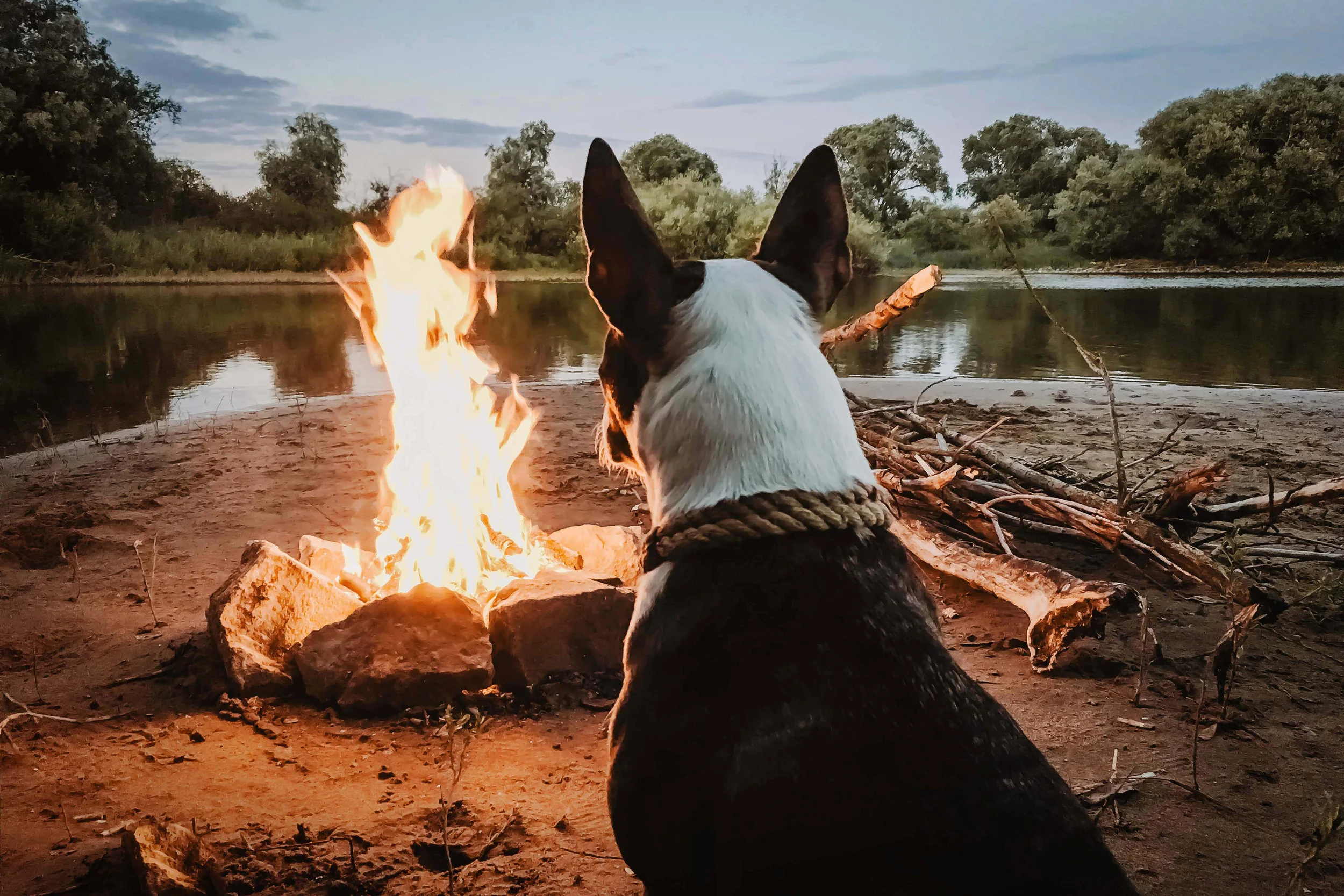 Essentials needed for taking your four-legged friend camping