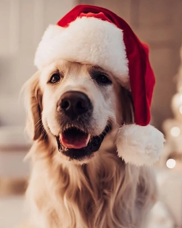 Have you got your tickets to the cookie decorating pawty?! If you haven&rsquo;t head over to the link in our bio &amp; get them now! It&rsquo;s gonna be soo much fun 🤩